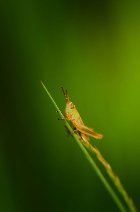 Start the engines  Chorthippus albomarginatus,Heesch,Lesser marsh grasshopper,Macro