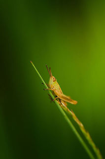 Start the engines  Chorthippus albomarginatus,Heesch,Lesser marsh grasshopper,Macro