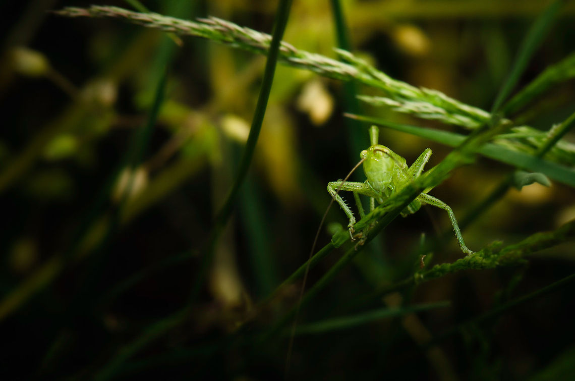 Great Green Bush-Cricket nymph? My guess is that this is the nymph of a Great Green Bush-Cricket. Check the comment below for a view on its back. I was hoping for a better composition here, but after chasing this fella for 15 minutes I decided to just snap and leave it alone. Great Green Bush-Cricket,Heesch,Macro,Tettigonia viridissima