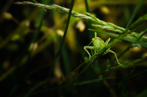 Great Green Bush-Cricket nymph? My guess is that this is the nymph of a Great Green Bush-Cricket. Check the comment below for a view on its back. I was hoping for a better composition here, but after chasing this fella for 15 minutes I decided to just snap and leave it alone. Great Green Bush-Cricket,Heesch,Macro,Tettigonia viridissima