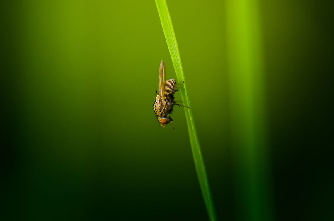 Minettia fasciata, Netherlands  Heesch,Macro,Minettia fasciata