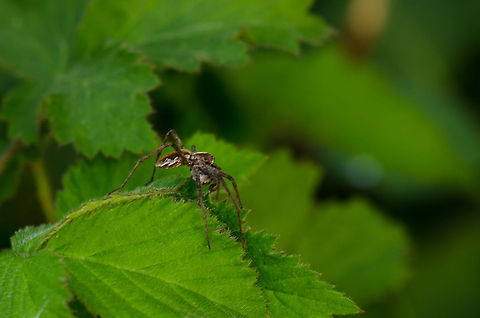 Blacktail Wolf Spider in Heesch, the Netherlands This spider was on to me and trying to run away so I did not manage to make a very sharp shot, yet I'm still posting it, hoping to learn what it is. It is fairly large, about 5-7 cm, and it seems to carry an egg sack. Its abdomen is brown with white lengthy markings on the side. Blacktail Wolf Spider,Heesch,Macro,Pardosa lugubris,Parental care