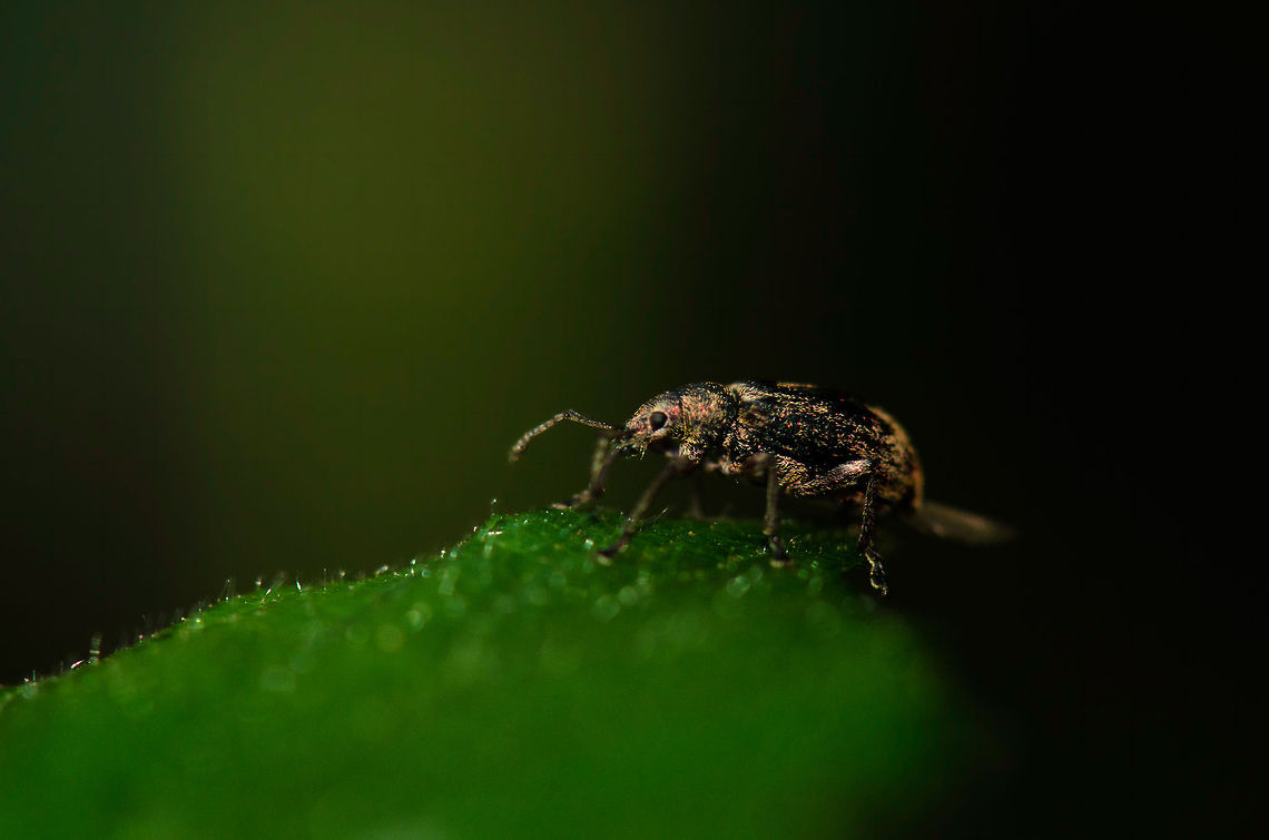 Snout Beetle in Heesch, the Netherlands This looks like a snout beetle to me, it is about 1-3mm in size, has a short/absent snout, and is black/brownish in color. Trouble is, there's so many species of them, that matching it is hard. Heesch,Macro,Phyllobius pyri,Phyllobius sp.