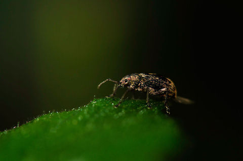 Common Leaf Weevil