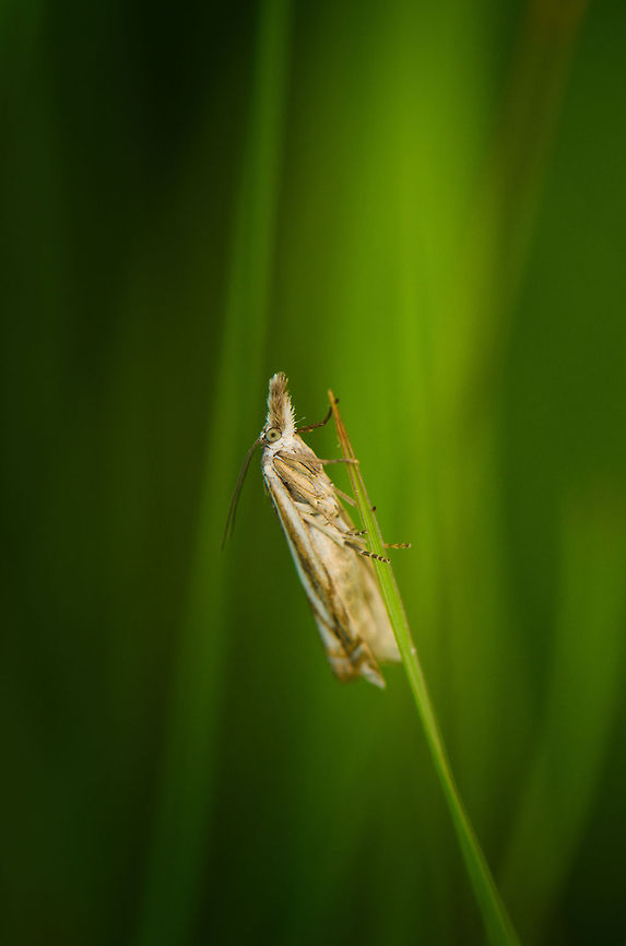 Crambus lathoniellus at top of grass leaf  Crambus lathoniellus,Heesch,Macro