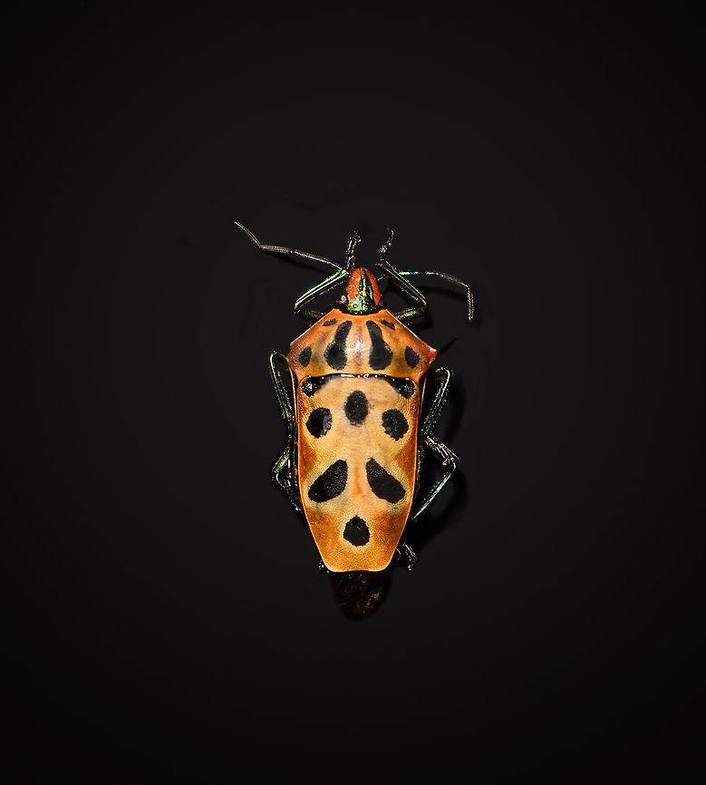 Ocellated Shield Bug - full body Specimen.<br />
<figure class="photo"><a href="https://www.jungledragon.com/image/111036/ocellated_shield_bug_-_frontal.html" title="Ocellated Shield Bug - frontal"><img src="https://s3.amazonaws.com/media.jungledragon.com/images/2/111036_thumb.jpg?AWSAccessKeyId=05GMT0V3GWVNE7GGM1R2&Expires=1759968010&Signature=Ls1cRdNars4NO1u5JtIdbfy11zs%3D" width="200" height="134" alt="Ocellated Shield Bug - frontal Specimen.<br />
https://www.jungledragon.com/image/111035/ocellated_shield_bug_-_full_body.html<br />
https://www.jungledragon.com/image/111091/ocellated_shield_bug_-_shield_horn.html<br />
https://www.jungledragon.com/image/111039/ocellated_shield_bug_-_head.html Cantao ocellatus,Extreme Macro,Extreme Macro Portraits,Ocellated Shield Bug" /></a></figure><br />
<figure class="photo"><a href="https://www.jungledragon.com/image/111091/ocellated_shield_bug_-_shield_horn.html" title="Ocellated Shield Bug - shield horn"><img src="https://s3.amazonaws.com/media.jungledragon.com/images/2/111091_thumb.jpg?AWSAccessKeyId=05GMT0V3GWVNE7GGM1R2&Expires=1759968010&Signature=b6jJ009gTKvoFtYVNLG4zSwD21w%3D" width="112" height="152" alt="Ocellated Shield Bug - shield horn A feature of this shield bug not immediately obvious due to its small size: the shield has a spiky horn-like appendage on each side. Cantao ocellatus,Extreme Macro,Ocellated Shield Bug" /></a></figure><br />
<figure class="photo"><a href="https://www.jungledragon.com/image/111039/ocellated_shield_bug_-_head.html" title="Ocellated Shield Bug - head"><img src="https://s3.amazonaws.com/media.jungledragon.com/images/2/111039_thumb.jpg?AWSAccessKeyId=05GMT0V3GWVNE7GGM1R2&Expires=1759968010&Signature=yOn9k9Z2XrEdFDzHs1r%2Bre76RS8%3D" width="144" height="152" alt="Ocellated Shield Bug - head Specimen.<br />
https://www.jungledragon.com/image/111035/ocellated_shield_bug_-_full_body.html<br />
https://www.jungledragon.com/image/111036/ocellated_shield_bug_-_frontal.html<br />
https://www.jungledragon.com/image/111091/ocellated_shield_bug_-_shield_horn.html Cantao ocellatus,Extreme Macro,Ocellated Shield Bug" /></a></figure> Cantao ocellatus