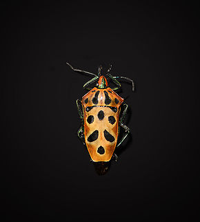 Ocellated Shield Bug - full body Specimen.
https://www.jungledragon.com/image/111036/ocellated_shield_bug_-_frontal.html
https://www.jungledragon.com/image/111091/ocellated_shield_bug_-_shield_horn.html
https://www.jungledragon.com/image/111039/ocellated_shield_bug_-_head.html Cantao ocellatus