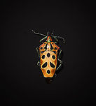 Ocellated Shield Bug - full body Specimen.<br />
https://www.jungledragon.com/image/111036/ocellated_shield_bug_-_frontal.html<br />
https://www.jungledragon.com/image/111091/ocellated_shield_bug_-_shield_horn.html<br />
https://www.jungledragon.com/image/111039/ocellated_shield_bug_-_head.html Cantao ocellatus