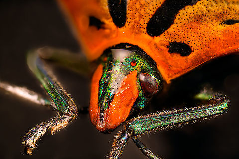 Ocellated Shield Bug - frontal Specimen.
https://www.jungledragon.com/image/111035/ocellated_shield_bug_-_full_body.html
https://www.jungledragon.com/image/111091/ocellated_shield_bug_-_shield_horn.html
https://www.jungledragon.com/image/111039/ocellated_shield_bug_-_head.html Cantao ocellatus,Extreme Macro,Extreme Macro Portraits,Ocellated Shield Bug