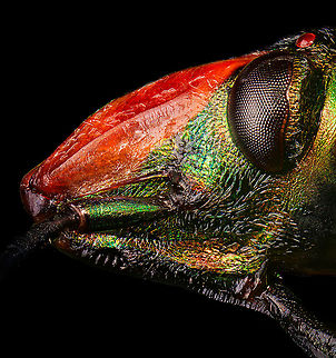 Ocellated Shield Bug - head Specimen.
https://www.jungledragon.com/image/111035/ocellated_shield_bug_-_full_body.html
https://www.jungledragon.com/image/111036/ocellated_shield_bug_-_frontal.html
https://www.jungledragon.com/image/111091/ocellated_shield_bug_-_shield_horn.html Cantao ocellatus,Extreme Macro,Ocellated Shield Bug