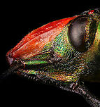 Ocellated Shield Bug - head Specimen.<br />
https://www.jungledragon.com/image/111035/ocellated_shield_bug_-_full_body.html<br />
https://www.jungledragon.com/image/111036/ocellated_shield_bug_-_frontal.html<br />
https://www.jungledragon.com/image/111091/ocellated_shield_bug_-_shield_horn.html Cantao ocellatus,Extreme Macro,Ocellated Shield Bug