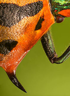 Ocellated Shield Bug - shield horn A feature of this shield bug not immediately obvious due to its small size: the shield has a spiky horn-like appendage on each side. Cantao ocellatus,Extreme Macro,Ocellated Shield Bug