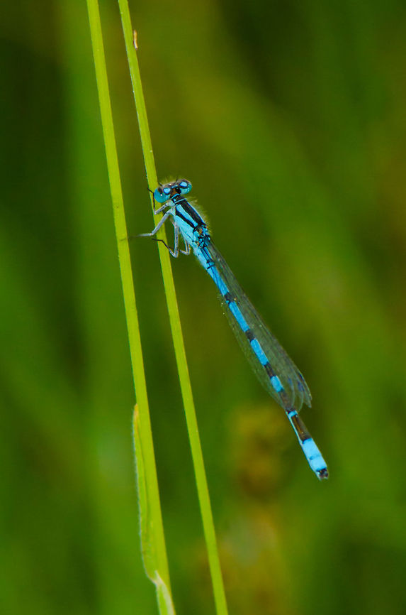 Azure Damselfly resting on grass in Heesch Late in the summer evening, most insects get pretty tired and slow. Still, this Azure damselfly only took resting breaks of a few seconds. It's a beautiful sight to see this bright fella hover slowly through the air, but unfortunately I did not manage a mid-air shot. Common blue damselfly,Enallagma cyathigerum,Heesch,Macro