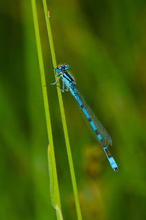 Azure Damselfly resting on grass in Heesch Late in the summer evening, most insects get pretty tired and slow. Still, this Azure damselfly only took resting breaks of a few seconds. It's a beautiful sight to see this bright fella hover slowly through the air, but unfortunately I did not manage a mid-air shot. Common blue damselfly,Enallagma cyathigerum,Heesch,Macro