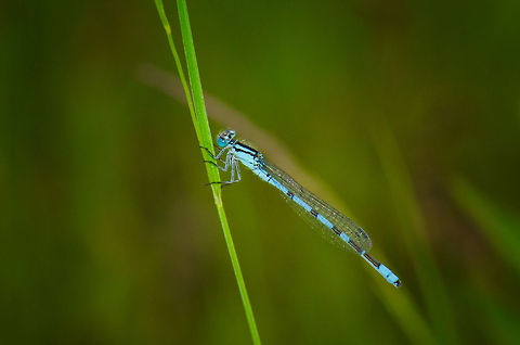Azure Damselfly - full body shot  Common blue damselfly,Enallagma cyathigerum,Heesch,Macro
