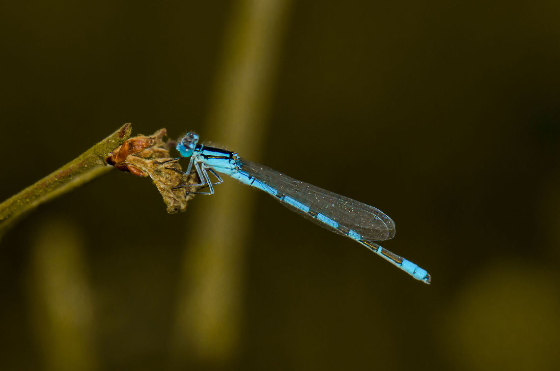 Azure damselfly inspecting flower  Common blue damselfly,Enallagma cyathigerum,Heesch,Macro