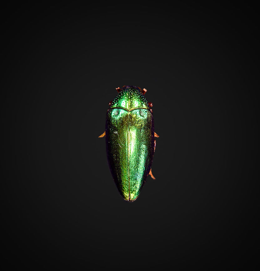 Sternocera Aequisignata - lateral Specimen. Extremely shiny and difficult to illuminate, with a wild emerald Iridescence.<br />
<figure class="photo"><a href="https://www.jungledragon.com/image/111226/sternocera_aequisignata_-_lateral.html" title="Sternocera Aequisignata - lateral"><img src="https://s3.amazonaws.com/media.jungledragon.com/images/2/111226_thumb.jpg?AWSAccessKeyId=05GMT0V3GWVNE7GGM1R2&Expires=1759968010&Signature=p8KJDoh6p1nsK7P0rVD3MMdgE%2Fw%3D" width="148" height="152" alt="Sternocera Aequisignata - lateral Specimen. Extremely shiny and difficult to illuminate, with a wild emerald Iridescence.<br />
https://www.jungledragon.com/image/111226/sternocera_aequisignata_-_lateral.html<br />
https://www.jungledragon.com/image/111227/sternocera_aequisignata_-_side_view.html<br />
https://www.jungledragon.com/image/111228/sternocera_aequisignata_-_diagonal.html<br />
https://www.jungledragon.com/image/111229/sternocera_aequisignata_-_frontal.html<br />
https://www.jungledragon.com/image/111230/sternocera_aequisignata_-_underside.html<br />
https://www.jungledragon.com/image/111231/sternocera_aequisignata_-_head.html<br />
https://www.jungledragon.com/image/111232/sternocera_aequisignata_-_cheerful.html<br />
https://www.jungledragon.com/image/111233/sternocera_aequisignata_-_eyes.html<br />
The below &quot;making of&quot; video shows the approach used for the extreme macro photos (last 3 in the list). Given how very reflective the subject is, 3 heavily diffused light sources are used.<br />
<br />
https://vimeo.com/526899446 Sternocera aequisignata" /></a></figure><br />
<figure class="photo"><a href="https://www.jungledragon.com/image/111227/sternocera_aequisignata_-_side_view.html" title="Sternocera aequisignata - side view"><img src="https://s3.amazonaws.com/media.jungledragon.com/images/2/111227_thumb.jpg?AWSAccessKeyId=05GMT0V3GWVNE7GGM1R2&Expires=1759968010&Signature=rcRPJ2iHviH9tYlrFmr65Nys0fQ%3D" width="200" height="116" alt="Sternocera aequisignata - side view Specimen. Extremely shiny and difficult to illuminate, with a wild emerald Iridescence.<br />
https://www.jungledragon.com/image/111226/sternocera_aequisignata_-_lateral.html<br />
https://www.jungledragon.com/image/111227/sternocera_aequisignata_-_side_view.html<br />
https://www.jungledragon.com/image/111228/sternocera_aequisignata_-_diagonal.html<br />
https://www.jungledragon.com/image/111229/sternocera_aequisignata_-_frontal.html<br />
https://www.jungledragon.com/image/111230/sternocera_aequisignata_-_underside.html<br />
https://www.jungledragon.com/image/111231/sternocera_aequisignata_-_head.html<br />
https://www.jungledragon.com/image/111232/sternocera_aequisignata_-_cheerful.html<br />
https://www.jungledragon.com/image/111233/sternocera_aequisignata_-_eyes.html<br />
The below &quot;making of&quot; video shows the approach used for the extreme macro photos (last 3 in the list). Given how very reflective the subject is, 3 heavily diffused light sources are used.<br />
<br />
https://vimeo.com/526899446 Sternocera aequisignata" /></a></figure><br />
<figure class="photo"><a href="https://www.jungledragon.com/image/111228/sternocera_aequisignata_-_diagonal.html" title="Sternocera aequisignata - diagonal"><img src="https://s3.amazonaws.com/media.jungledragon.com/images/2/111228_thumb.jpg?AWSAccessKeyId=05GMT0V3GWVNE7GGM1R2&Expires=1759968010&Signature=5O9q7k5bbi%2F%2FkyRdvAMw4g7CG5E%3D" width="200" height="134" alt="Sternocera aequisignata - diagonal Specimen. Extremely shiny and difficult to illuminate, with a wild emerald Iridescence.<br />
https://www.jungledragon.com/image/111226/sternocera_aequisignata_-_lateral.html<br />
https://www.jungledragon.com/image/111227/sternocera_aequisignata_-_side_view.html<br />
https://www.jungledragon.com/image/111228/sternocera_aequisignata_-_diagonal.html<br />
https://www.jungledragon.com/image/111229/sternocera_aequisignata_-_frontal.html<br />
https://www.jungledragon.com/image/111230/sternocera_aequisignata_-_underside.html<br />
https://www.jungledragon.com/image/111231/sternocera_aequisignata_-_head.html<br />
https://www.jungledragon.com/image/111232/sternocera_aequisignata_-_cheerful.html<br />
https://www.jungledragon.com/image/111233/sternocera_aequisignata_-_eyes.html<br />
The below &quot;making of&quot; video shows the approach used for the extreme macro photos (last 3 in the list). Given how very reflective the subject is, 3 heavily diffused light sources are used.<br />
<br />
https://vimeo.com/526899446 Sternocera aequisignata" /></a></figure><br />
<figure class="photo"><a href="https://www.jungledragon.com/image/111229/sternocera_aequisignata_-_frontal.html" title="Sternocera aequisignata - frontal"><img src="https://s3.amazonaws.com/media.jungledragon.com/images/2/111229_thumb.jpg?AWSAccessKeyId=05GMT0V3GWVNE7GGM1R2&Expires=1759968010&Signature=%2FR0axpbhZf5HJKA6bid1io2Fv9w%3D" width="200" height="128" alt="Sternocera aequisignata - frontal Specimen. Extremely shiny and difficult to illuminate, with a wild emerald Iridescence.<br />
https://www.jungledragon.com/image/111226/sternocera_aequisignata_-_lateral.html<br />
https://www.jungledragon.com/image/111227/sternocera_aequisignata_-_side_view.html<br />
https://www.jungledragon.com/image/111228/sternocera_aequisignata_-_diagonal.html<br />
https://www.jungledragon.com/image/111229/sternocera_aequisignata_-_frontal.html<br />
https://www.jungledragon.com/image/111230/sternocera_aequisignata_-_underside.html<br />
https://www.jungledragon.com/image/111231/sternocera_aequisignata_-_head.html<br />
https://www.jungledragon.com/image/111232/sternocera_aequisignata_-_cheerful.html<br />
https://www.jungledragon.com/image/111233/sternocera_aequisignata_-_eyes.html<br />
The below &quot;making of&quot; video shows the approach used for the extreme macro photos (last 3 in the list). Given how very reflective the subject is, 3 heavily diffused light sources are used.<br />
<br />
https://vimeo.com/526899446 Sternocera aequisignata" /></a></figure><br />
<figure class="photo"><a href="https://www.jungledragon.com/image/111230/sternocera_aequisignata_-_underside.html" title="Sternocera aequisignata - underside"><img src="https://s3.amazonaws.com/media.jungledragon.com/images/2/111230_thumb.jpg?AWSAccessKeyId=05GMT0V3GWVNE7GGM1R2&Expires=1759968010&Signature=Jo2OIIVdIcuWcySYgXXoKYlKvUI%3D" width="200" height="134" alt="Sternocera aequisignata - underside Specimen. Extremely shiny and difficult to illuminate, with a wild emerald Iridescence.<br />
https://www.jungledragon.com/image/111226/sternocera_aequisignata_-_lateral.html<br />
https://www.jungledragon.com/image/111227/sternocera_aequisignata_-_side_view.html<br />
https://www.jungledragon.com/image/111228/sternocera_aequisignata_-_diagonal.html<br />
https://www.jungledragon.com/image/111229/sternocera_aequisignata_-_frontal.html<br />
https://www.jungledragon.com/image/111230/sternocera_aequisignata_-_underside.html<br />
https://www.jungledragon.com/image/111231/sternocera_aequisignata_-_head.html<br />
https://www.jungledragon.com/image/111232/sternocera_aequisignata_-_cheerful.html<br />
https://www.jungledragon.com/image/111233/sternocera_aequisignata_-_eyes.html<br />
The below &quot;making of&quot; video shows the approach used for the extreme macro photos (last 3 in the list). Given how very reflective the subject is, 3 heavily diffused light sources are used.<br />
<br />
https://vimeo.com/526899446 Sternocera aequisignata" /></a></figure><br />
<figure class="photo"><a href="https://www.jungledragon.com/image/111231/sternocera_aequisignata_-_head.html" title="Sternocera aequisignata - head"><img src="https://s3.amazonaws.com/media.jungledragon.com/images/2/111231_thumb.jpg?AWSAccessKeyId=05GMT0V3GWVNE7GGM1R2&Expires=1759968010&Signature=PIrrVxR7WTg7Ask11g%2F3QrXU%2Bks%3D" width="200" height="134" alt="Sternocera aequisignata - head Specimen. Extremely shiny and difficult to illuminate, with a wild emerald Iridescence.<br />
https://www.jungledragon.com/image/111226/sternocera_aequisignata_-_lateral.html<br />
https://www.jungledragon.com/image/111227/sternocera_aequisignata_-_side_view.html<br />
https://www.jungledragon.com/image/111228/sternocera_aequisignata_-_diagonal.html<br />
https://www.jungledragon.com/image/111229/sternocera_aequisignata_-_frontal.html<br />
https://www.jungledragon.com/image/111230/sternocera_aequisignata_-_underside.html<br />
https://www.jungledragon.com/image/111231/sternocera_aequisignata_-_head.html<br />
https://www.jungledragon.com/image/111232/sternocera_aequisignata_-_cheerful.html<br />
https://www.jungledragon.com/image/111233/sternocera_aequisignata_-_eyes.html<br />
The below &quot;making of&quot; video shows the approach used for the extreme macro photos (last 3 in the list). Given how very reflective the subject is, 3 heavily diffused light sources are used.<br />
<br />
https://vimeo.com/526899446 Extreme Macro,Sternocera aequisignata" /></a></figure><br />
<figure class="photo"><a href="https://www.jungledragon.com/image/111232/sternocera_aequisignata_-_cheerful.html" title="Sternocera aequisignata - cheerful"><img src="https://s3.amazonaws.com/media.jungledragon.com/images/2/111232_thumb.jpg?AWSAccessKeyId=05GMT0V3GWVNE7GGM1R2&Expires=1759968010&Signature=C3nuk9zHqfgGihhxOLnMwdVOp7k%3D" width="200" height="134" alt="Sternocera aequisignata - cheerful Specimen. Extremely shiny and difficult to illuminate, with a wild emerald Iridescence.<br />
https://www.jungledragon.com/image/111226/sternocera_aequisignata_-_lateral.html<br />
https://www.jungledragon.com/image/111227/sternocera_aequisignata_-_side_view.html<br />
https://www.jungledragon.com/image/111228/sternocera_aequisignata_-_diagonal.html<br />
https://www.jungledragon.com/image/111229/sternocera_aequisignata_-_frontal.html<br />
https://www.jungledragon.com/image/111230/sternocera_aequisignata_-_underside.html<br />
https://www.jungledragon.com/image/111231/sternocera_aequisignata_-_head.html<br />
https://www.jungledragon.com/image/111232/sternocera_aequisignata_-_cheerful.html<br />
https://www.jungledragon.com/image/111233/sternocera_aequisignata_-_eyes.html<br />
The below &quot;making of&quot; video shows the approach used for the extreme macro photos (last 3 in the list). Given how very reflective the subject is, 3 heavily diffused light sources are used.<br />
<br />
https://vimeo.com/526899446 Extreme Macro,Extreme Macro Portraits,Sternocera aequisignata" /></a></figure><br />
<figure class="photo"><a href="https://www.jungledragon.com/image/111233/sternocera_aequisignata_-_eyes.html" title="Sternocera aequisignata - eyes"><img src="https://s3.amazonaws.com/media.jungledragon.com/images/2/111233_thumb.jpg?AWSAccessKeyId=05GMT0V3GWVNE7GGM1R2&Expires=1759968010&Signature=Xn40YXY8959AYYGPPFZrcRNtgoY%3D" width="200" height="134" alt="Sternocera aequisignata - eyes Specimen. Extremely shiny and difficult to illuminate, with a wild emerald Iridescence.<br />
https://www.jungledragon.com/image/111226/sternocera_aequisignata_-_lateral.html<br />
https://www.jungledragon.com/image/111227/sternocera_aequisignata_-_side_view.html<br />
https://www.jungledragon.com/image/111228/sternocera_aequisignata_-_diagonal.html<br />
https://www.jungledragon.com/image/111229/sternocera_aequisignata_-_frontal.html<br />
https://www.jungledragon.com/image/111230/sternocera_aequisignata_-_underside.html<br />
https://www.jungledragon.com/image/111231/sternocera_aequisignata_-_head.html<br />
https://www.jungledragon.com/image/111232/sternocera_aequisignata_-_cheerful.html<br />
https://www.jungledragon.com/image/111233/sternocera_aequisignata_-_eyes.html<br />
The below &quot;making of&quot; video shows the approach used for the extreme macro photos (last 3 in the list). Given how very reflective the subject is, 3 heavily diffused light sources are used.<br />
<br />
https://vimeo.com/526899446 Extreme Macro,Sternocera aequisignata" /></a></figure><br />
The below &quot;making of&quot; video shows the approach used for the extreme macro photos (last 3 in the list). Given how very reflective the subject is, 3 heavily diffused light sources are used.<br />
<br />
<section class="video"><iframe width="448" height="252" src="https://player.vimeo.com/video/526899446?title=0&byline=0&portrait=0" frameborder="0"></iframe></section> Sternocera aequisignata