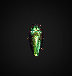 Sternocera Aequisignata - lateral Specimen. Extremely shiny and difficult to illuminate, with a wild emerald Iridescence.
https://www.jungledragon.com/image/111226/sternocera_aequisignata_-_lateral.html
https://www.jungledragon.com/image/111227/sternocera_aequisignata_-_side_view.html
https://www.jungledragon.com/image/111228/sternocera_aequisignata_-_diagonal.html
https://www.jungledragon.com/image/111229/sternocera_aequisignata_-_frontal.html
https://www.jungledragon.com/image/111230/sternocera_aequisignata_-_underside.html
https://www.jungledragon.com/image/111231/sternocera_aequisignata_-_head.html
https://www.jungledragon.com/image/111232/sternocera_aequisignata_-_cheerful.html
https://www.jungledragon.com/image/111233/sternocera_aequisignata_-_eyes.html
The below "making of" video shows the approach used for the extreme macro photos (last 3 in the list). Given how very reflective the subject is, 3 heavily diffused light sources are used.

https://vimeo.com/526899446 Sternocera aequisignata