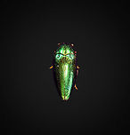 Sternocera Aequisignata - lateral Specimen. Extremely shiny and difficult to illuminate, with a wild emerald Iridescence.<br />
https://www.jungledragon.com/image/111226/sternocera_aequisignata_-_lateral.html<br />
https://www.jungledragon.com/image/111227/sternocera_aequisignata_-_side_view.html<br />
https://www.jungledragon.com/image/111228/sternocera_aequisignata_-_diagonal.html<br />
https://www.jungledragon.com/image/111229/sternocera_aequisignata_-_frontal.html<br />
https://www.jungledragon.com/image/111230/sternocera_aequisignata_-_underside.html<br />
https://www.jungledragon.com/image/111231/sternocera_aequisignata_-_head.html<br />
https://www.jungledragon.com/image/111232/sternocera_aequisignata_-_cheerful.html<br />
https://www.jungledragon.com/image/111233/sternocera_aequisignata_-_eyes.html<br />
The below "making of" video shows the approach used for the extreme macro photos (last 3 in the list). Given how very reflective the subject is, 3 heavily diffused light sources are used.<br />
<br />
https://vimeo.com/526899446 Sternocera aequisignata