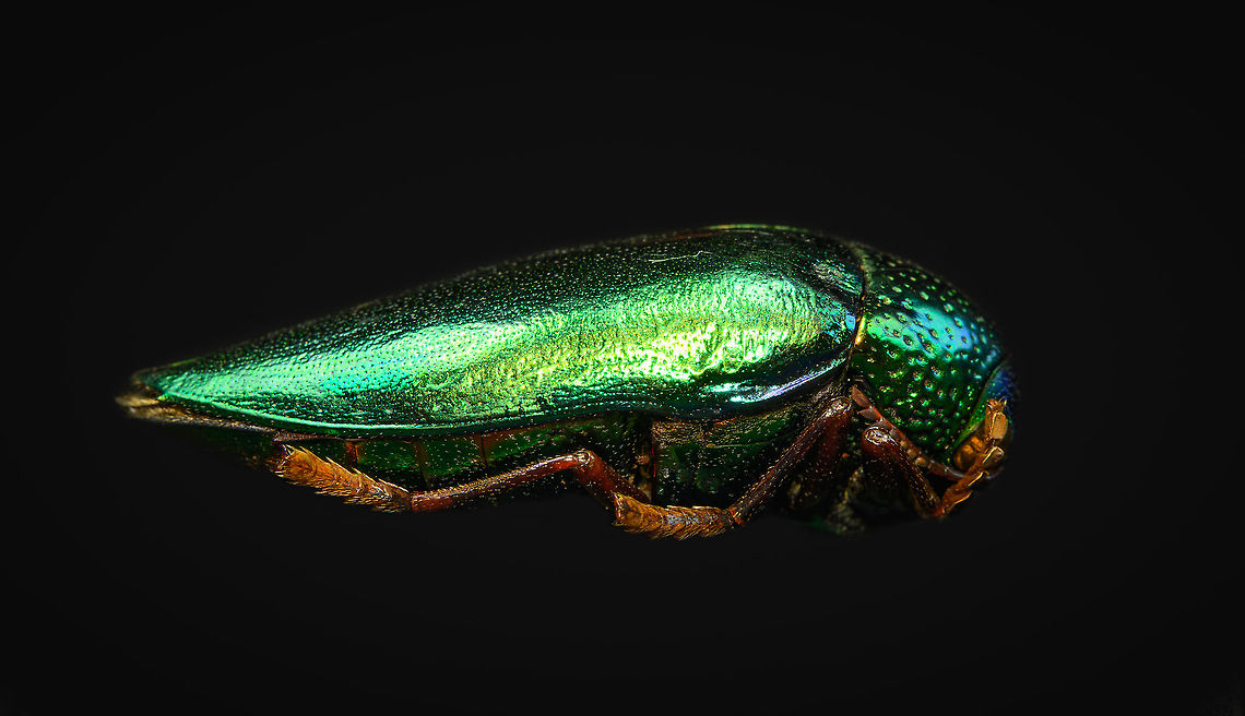 Sternocera aequisignata - side view Specimen. Extremely shiny and difficult to illuminate, with a wild emerald Iridescence.<br />
<figure class="photo"><a href="https://www.jungledragon.com/image/111226/sternocera_aequisignata_-_lateral.html" title="Sternocera Aequisignata - lateral"><img src="https://s3.amazonaws.com/media.jungledragon.com/images/2/111226_thumb.jpg?AWSAccessKeyId=05GMT0V3GWVNE7GGM1R2&Expires=1770854410&Signature=nk%2Frtz9HNzr4FgcB0qqo3LTw564%3D" width="148" height="152" alt="Sternocera Aequisignata - lateral Specimen. Extremely shiny and difficult to illuminate, with a wild emerald Iridescence.<br />
https://www.jungledragon.com/image/111226/sternocera_aequisignata_-_lateral.html<br />
https://www.jungledragon.com/image/111227/sternocera_aequisignata_-_side_view.html<br />
https://www.jungledragon.com/image/111228/sternocera_aequisignata_-_diagonal.html<br />
https://www.jungledragon.com/image/111229/sternocera_aequisignata_-_frontal.html<br />
https://www.jungledragon.com/image/111230/sternocera_aequisignata_-_underside.html<br />
https://www.jungledragon.com/image/111231/sternocera_aequisignata_-_head.html<br />
https://www.jungledragon.com/image/111232/sternocera_aequisignata_-_cheerful.html<br />
https://www.jungledragon.com/image/111233/sternocera_aequisignata_-_eyes.html<br />
The below "making of" video shows the approach used for the extreme macro photos (last 3 in the list). Given how very reflective the subject is, 3 heavily diffused light sources are used.<br />
<br />
https://vimeo.com/526899446 Sternocera aequisignata" /></a></figure><br />
<figure class="photo"><a href="https://www.jungledragon.com/image/111227/sternocera_aequisignata_-_side_view.html" title="Sternocera aequisignata - side view"><img src="https://s3.amazonaws.com/media.jungledragon.com/images/2/111227_thumb.jpg?AWSAccessKeyId=05GMT0V3GWVNE7GGM1R2&Expires=1770854410&Signature=9zRA5QPxLnDfan8IbPxOKGa8Wws%3D" width="200" height="116" alt="Sternocera aequisignata - side view Specimen. Extremely shiny and difficult to illuminate, with a wild emerald Iridescence.<br />
https://www.jungledragon.com/image/111226/sternocera_aequisignata_-_lateral.html<br />
https://www.jungledragon.com/image/111227/sternocera_aequisignata_-_side_view.html<br />
https://www.jungledragon.com/image/111228/sternocera_aequisignata_-_diagonal.html<br />
https://www.jungledragon.com/image/111229/sternocera_aequisignata_-_frontal.html<br />
https://www.jungledragon.com/image/111230/sternocera_aequisignata_-_underside.html<br />
https://www.jungledragon.com/image/111231/sternocera_aequisignata_-_head.html<br />
https://www.jungledragon.com/image/111232/sternocera_aequisignata_-_cheerful.html<br />
https://www.jungledragon.com/image/111233/sternocera_aequisignata_-_eyes.html<br />
The below "making of" video shows the approach used for the extreme macro photos (last 3 in the list). Given how very reflective the subject is, 3 heavily diffused light sources are used.<br />
<br />
https://vimeo.com/526899446 Sternocera aequisignata" /></a></figure><br />
<figure class="photo"><a href="https://www.jungledragon.com/image/111228/sternocera_aequisignata_-_diagonal.html" title="Sternocera aequisignata - diagonal"><img src="https://s3.amazonaws.com/media.jungledragon.com/images/2/111228_thumb.jpg?AWSAccessKeyId=05GMT0V3GWVNE7GGM1R2&Expires=1770854410&Signature=WyfDoUnXIlYv4O3rmmT%2BRV4d5sc%3D" width="200" height="134" alt="Sternocera aequisignata - diagonal Specimen. Extremely shiny and difficult to illuminate, with a wild emerald Iridescence.<br />
https://www.jungledragon.com/image/111226/sternocera_aequisignata_-_lateral.html<br />
https://www.jungledragon.com/image/111227/sternocera_aequisignata_-_side_view.html<br />
https://www.jungledragon.com/image/111228/sternocera_aequisignata_-_diagonal.html<br />
https://www.jungledragon.com/image/111229/sternocera_aequisignata_-_frontal.html<br />
https://www.jungledragon.com/image/111230/sternocera_aequisignata_-_underside.html<br />
https://www.jungledragon.com/image/111231/sternocera_aequisignata_-_head.html<br />
https://www.jungledragon.com/image/111232/sternocera_aequisignata_-_cheerful.html<br />
https://www.jungledragon.com/image/111233/sternocera_aequisignata_-_eyes.html<br />
The below "making of" video shows the approach used for the extreme macro photos (last 3 in the list). Given how very reflective the subject is, 3 heavily diffused light sources are used.<br />
<br />
https://vimeo.com/526899446 Sternocera aequisignata" /></a></figure><br />
<figure class="photo"><a href="https://www.jungledragon.com/image/111229/sternocera_aequisignata_-_frontal.html" title="Sternocera aequisignata - frontal"><img src="https://s3.amazonaws.com/media.jungledragon.com/images/2/111229_thumb.jpg?AWSAccessKeyId=05GMT0V3GWVNE7GGM1R2&Expires=1770854410&Signature=6fMqQA63VyAvawAYhz9kZxWq3CI%3D" width="200" height="128" alt="Sternocera aequisignata - frontal Specimen. Extremely shiny and difficult to illuminate, with a wild emerald Iridescence.<br />
https://www.jungledragon.com/image/111226/sternocera_aequisignata_-_lateral.html<br />
https://www.jungledragon.com/image/111227/sternocera_aequisignata_-_side_view.html<br />
https://www.jungledragon.com/image/111228/sternocera_aequisignata_-_diagonal.html<br />
https://www.jungledragon.com/image/111229/sternocera_aequisignata_-_frontal.html<br />
https://www.jungledragon.com/image/111230/sternocera_aequisignata_-_underside.html<br />
https://www.jungledragon.com/image/111231/sternocera_aequisignata_-_head.html<br />
https://www.jungledragon.com/image/111232/sternocera_aequisignata_-_cheerful.html<br />
https://www.jungledragon.com/image/111233/sternocera_aequisignata_-_eyes.html<br />
The below "making of" video shows the approach used for the extreme macro photos (last 3 in the list). Given how very reflective the subject is, 3 heavily diffused light sources are used.<br />
<br />
https://vimeo.com/526899446 Sternocera aequisignata" /></a></figure><br />
<figure class="photo"><a href="https://www.jungledragon.com/image/111230/sternocera_aequisignata_-_underside.html" title="Sternocera aequisignata - underside"><img src="https://s3.amazonaws.com/media.jungledragon.com/images/2/111230_thumb.jpg?AWSAccessKeyId=05GMT0V3GWVNE7GGM1R2&Expires=1770854410&Signature=r2fFLnb56GINaCL9A5eabQ4iyLk%3D" width="200" height="134" alt="Sternocera aequisignata - underside Specimen. Extremely shiny and difficult to illuminate, with a wild emerald Iridescence.<br />
https://www.jungledragon.com/image/111226/sternocera_aequisignata_-_lateral.html<br />
https://www.jungledragon.com/image/111227/sternocera_aequisignata_-_side_view.html<br />
https://www.jungledragon.com/image/111228/sternocera_aequisignata_-_diagonal.html<br />
https://www.jungledragon.com/image/111229/sternocera_aequisignata_-_frontal.html<br />
https://www.jungledragon.com/image/111230/sternocera_aequisignata_-_underside.html<br />
https://www.jungledragon.com/image/111231/sternocera_aequisignata_-_head.html<br />
https://www.jungledragon.com/image/111232/sternocera_aequisignata_-_cheerful.html<br />
https://www.jungledragon.com/image/111233/sternocera_aequisignata_-_eyes.html<br />
The below "making of" video shows the approach used for the extreme macro photos (last 3 in the list). Given how very reflective the subject is, 3 heavily diffused light sources are used.<br />
<br />
https://vimeo.com/526899446 Sternocera aequisignata" /></a></figure><br />
<figure class="photo"><a href="https://www.jungledragon.com/image/111231/sternocera_aequisignata_-_head.html" title="Sternocera aequisignata - head"><img src="https://s3.amazonaws.com/media.jungledragon.com/images/2/111231_thumb.jpg?AWSAccessKeyId=05GMT0V3GWVNE7GGM1R2&Expires=1770854410&Signature=vAHxDadcPDpntXA%2Bp2n3p92pPW0%3D" width="200" height="134" alt="Sternocera aequisignata - head Specimen. Extremely shiny and difficult to illuminate, with a wild emerald Iridescence.<br />
https://www.jungledragon.com/image/111226/sternocera_aequisignata_-_lateral.html<br />
https://www.jungledragon.com/image/111227/sternocera_aequisignata_-_side_view.html<br />
https://www.jungledragon.com/image/111228/sternocera_aequisignata_-_diagonal.html<br />
https://www.jungledragon.com/image/111229/sternocera_aequisignata_-_frontal.html<br />
https://www.jungledragon.com/image/111230/sternocera_aequisignata_-_underside.html<br />
https://www.jungledragon.com/image/111231/sternocera_aequisignata_-_head.html<br />
https://www.jungledragon.com/image/111232/sternocera_aequisignata_-_cheerful.html<br />
https://www.jungledragon.com/image/111233/sternocera_aequisignata_-_eyes.html<br />
The below "making of" video shows the approach used for the extreme macro photos (last 3 in the list). Given how very reflective the subject is, 3 heavily diffused light sources are used.<br />
<br />
https://vimeo.com/526899446 Extreme Macro,Sternocera aequisignata" /></a></figure><br />
<figure class="photo"><a href="https://www.jungledragon.com/image/111232/sternocera_aequisignata_-_cheerful.html" title="Sternocera aequisignata - cheerful"><img src="https://s3.amazonaws.com/media.jungledragon.com/images/2/111232_thumb.jpg?AWSAccessKeyId=05GMT0V3GWVNE7GGM1R2&Expires=1770854410&Signature=VFxzez1RrXW1EXA35Z%2F8yJdP6W0%3D" width="200" height="134" alt="Sternocera aequisignata - cheerful Specimen. Extremely shiny and difficult to illuminate, with a wild emerald Iridescence.<br />
https://www.jungledragon.com/image/111226/sternocera_aequisignata_-_lateral.html<br />
https://www.jungledragon.com/image/111227/sternocera_aequisignata_-_side_view.html<br />
https://www.jungledragon.com/image/111228/sternocera_aequisignata_-_diagonal.html<br />
https://www.jungledragon.com/image/111229/sternocera_aequisignata_-_frontal.html<br />
https://www.jungledragon.com/image/111230/sternocera_aequisignata_-_underside.html<br />
https://www.jungledragon.com/image/111231/sternocera_aequisignata_-_head.html<br />
https://www.jungledragon.com/image/111232/sternocera_aequisignata_-_cheerful.html<br />
https://www.jungledragon.com/image/111233/sternocera_aequisignata_-_eyes.html<br />
The below "making of" video shows the approach used for the extreme macro photos (last 3 in the list). Given how very reflective the subject is, 3 heavily diffused light sources are used.<br />
<br />
https://vimeo.com/526899446 Extreme Macro,Extreme Macro Portraits,Sternocera aequisignata" /></a></figure><br />
<figure class="photo"><a href="https://www.jungledragon.com/image/111233/sternocera_aequisignata_-_eyes.html" title="Sternocera aequisignata - eyes"><img src="https://s3.amazonaws.com/media.jungledragon.com/images/2/111233_thumb.jpg?AWSAccessKeyId=05GMT0V3GWVNE7GGM1R2&Expires=1770854410&Signature=x%2FHvBpX50OkPGqMz2fZFuODpOvo%3D" width="200" height="134" alt="Sternocera aequisignata - eyes Specimen. Extremely shiny and difficult to illuminate, with a wild emerald Iridescence.<br />
https://www.jungledragon.com/image/111226/sternocera_aequisignata_-_lateral.html<br />
https://www.jungledragon.com/image/111227/sternocera_aequisignata_-_side_view.html<br />
https://www.jungledragon.com/image/111228/sternocera_aequisignata_-_diagonal.html<br />
https://www.jungledragon.com/image/111229/sternocera_aequisignata_-_frontal.html<br />
https://www.jungledragon.com/image/111230/sternocera_aequisignata_-_underside.html<br />
https://www.jungledragon.com/image/111231/sternocera_aequisignata_-_head.html<br />
https://www.jungledragon.com/image/111232/sternocera_aequisignata_-_cheerful.html<br />
https://www.jungledragon.com/image/111233/sternocera_aequisignata_-_eyes.html<br />
The below "making of" video shows the approach used for the extreme macro photos (last 3 in the list). Given how very reflective the subject is, 3 heavily diffused light sources are used.<br />
<br />
https://vimeo.com/526899446 Extreme Macro,Sternocera aequisignata" /></a></figure><br />
The below "making of" video shows the approach used for the extreme macro photos (last 3 in the list). Given how very reflective the subject is, 3 heavily diffused light sources are used.<br />
<br />
<section class="video"><iframe width="448" height="252" src="https://player.vimeo.com/video/526899446?title=0&byline=0&portrait=0" frameborder="0"></iframe></section> Sternocera aequisignata