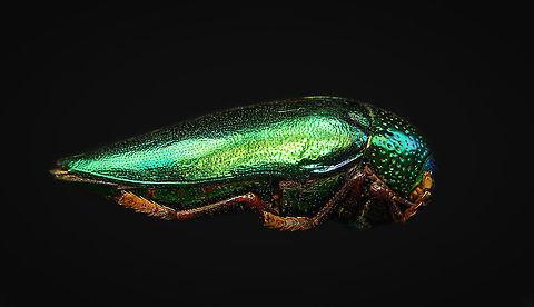 Sternocera aequisignata - side view Specimen. Extremely shiny and difficult to illuminate, with a wild emerald Iridescence.
https://www.jungledragon.com/image/111226/sternocera_aequisignata_-_lateral.html
https://www.jungledragon.com/image/111227/sternocera_aequisignata_-_side_view.html
https://www.jungledragon.com/image/111228/sternocera_aequisignata_-_diagonal.html
https://www.jungledragon.com/image/111229/sternocera_aequisignata_-_frontal.html
https://www.jungledragon.com/image/111230/sternocera_aequisignata_-_underside.html
https://www.jungledragon.com/image/111231/sternocera_aequisignata_-_head.html
https://www.jungledragon.com/image/111232/sternocera_aequisignata_-_cheerful.html
https://www.jungledragon.com/image/111233/sternocera_aequisignata_-_eyes.html
The below "making of" video shows the approach used for the extreme macro photos (last 3 in the list). Given how very reflective the subject is, 3 heavily diffused light sources are used.

https://vimeo.com/526899446 Sternocera aequisignata