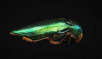 Sternocera aequisignata - side view Specimen. Extremely shiny and difficult to illuminate, with a wild emerald Iridescence.<br />
https://www.jungledragon.com/image/111226/sternocera_aequisignata_-_lateral.html<br />
https://www.jungledragon.com/image/111227/sternocera_aequisignata_-_side_view.html<br />
https://www.jungledragon.com/image/111228/sternocera_aequisignata_-_diagonal.html<br />
https://www.jungledragon.com/image/111229/sternocera_aequisignata_-_frontal.html<br />
https://www.jungledragon.com/image/111230/sternocera_aequisignata_-_underside.html<br />
https://www.jungledragon.com/image/111231/sternocera_aequisignata_-_head.html<br />
https://www.jungledragon.com/image/111232/sternocera_aequisignata_-_cheerful.html<br />
https://www.jungledragon.com/image/111233/sternocera_aequisignata_-_eyes.html<br />
The below "making of" video shows the approach used for the extreme macro photos (last 3 in the list). Given how very reflective the subject is, 3 heavily diffused light sources are used.<br />
<br />
https://vimeo.com/526899446 Sternocera aequisignata