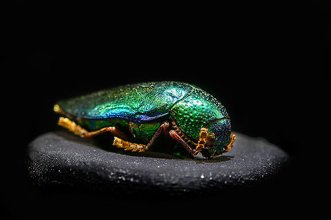 Sternocera aequisignata - diagonal Specimen. Extremely shiny and difficult to illuminate, with a wild emerald Iridescence.
https://www.jungledragon.com/image/111226/sternocera_aequisignata_-_lateral.html
https://www.jungledragon.com/image/111227/sternocera_aequisignata_-_side_view.html
https://www.jungledragon.com/image/111228/sternocera_aequisignata_-_diagonal.html
https://www.jungledragon.com/image/111229/sternocera_aequisignata_-_frontal.html
https://www.jungledragon.com/image/111230/sternocera_aequisignata_-_underside.html
https://www.jungledragon.com/image/111231/sternocera_aequisignata_-_head.html
https://www.jungledragon.com/image/111232/sternocera_aequisignata_-_cheerful.html
https://www.jungledragon.com/image/111233/sternocera_aequisignata_-_eyes.html
The below "making of" video shows the approach used for the extreme macro photos (last 3 in the list). Given how very reflective the subject is, 3 heavily diffused light sources are used.

https://vimeo.com/526899446 Sternocera aequisignata