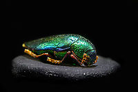 Sternocera aequisignata - diagonal Specimen. Extremely shiny and difficult to illuminate, with a wild emerald Iridescence.<br />
https://www.jungledragon.com/image/111226/sternocera_aequisignata_-_lateral.html<br />
https://www.jungledragon.com/image/111227/sternocera_aequisignata_-_side_view.html<br />
https://www.jungledragon.com/image/111228/sternocera_aequisignata_-_diagonal.html<br />
https://www.jungledragon.com/image/111229/sternocera_aequisignata_-_frontal.html<br />
https://www.jungledragon.com/image/111230/sternocera_aequisignata_-_underside.html<br />
https://www.jungledragon.com/image/111231/sternocera_aequisignata_-_head.html<br />
https://www.jungledragon.com/image/111232/sternocera_aequisignata_-_cheerful.html<br />
https://www.jungledragon.com/image/111233/sternocera_aequisignata_-_eyes.html<br />
The below "making of" video shows the approach used for the extreme macro photos (last 3 in the list). Given how very reflective the subject is, 3 heavily diffused light sources are used.<br />
<br />
https://vimeo.com/526899446 Sternocera aequisignata