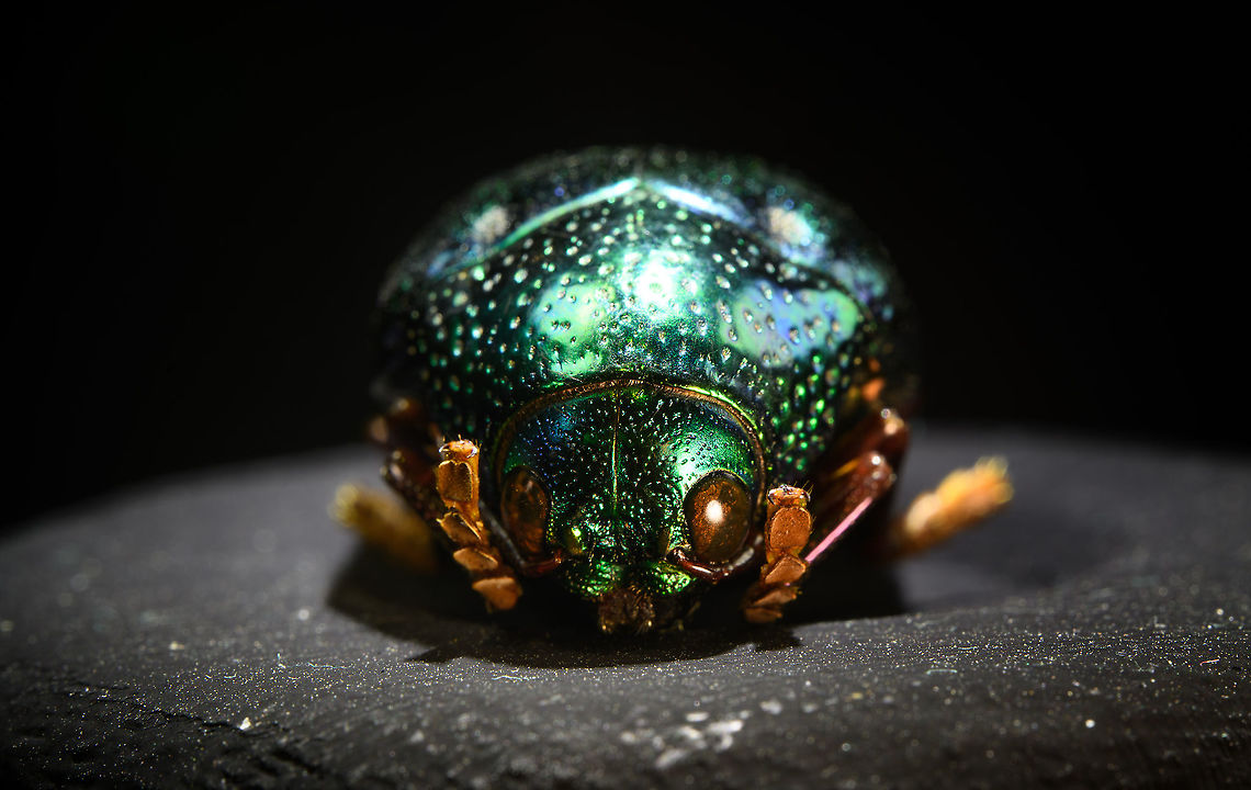 Sternocera aequisignata - frontal Specimen. Extremely shiny and difficult to illuminate, with a wild emerald Iridescence.<br />
<figure class="photo"><a href="https://www.jungledragon.com/image/111226/sternocera_aequisignata_-_lateral.html" title="Sternocera Aequisignata - lateral"><img src="https://s3.amazonaws.com/media.jungledragon.com/images/2/111226_thumb.jpg?AWSAccessKeyId=05GMT0V3GWVNE7GGM1R2&Expires=1759968010&Signature=p8KJDoh6p1nsK7P0rVD3MMdgE%2Fw%3D" width="148" height="152" alt="Sternocera Aequisignata - lateral Specimen. Extremely shiny and difficult to illuminate, with a wild emerald Iridescence.<br />
https://www.jungledragon.com/image/111226/sternocera_aequisignata_-_lateral.html<br />
https://www.jungledragon.com/image/111227/sternocera_aequisignata_-_side_view.html<br />
https://www.jungledragon.com/image/111228/sternocera_aequisignata_-_diagonal.html<br />
https://www.jungledragon.com/image/111229/sternocera_aequisignata_-_frontal.html<br />
https://www.jungledragon.com/image/111230/sternocera_aequisignata_-_underside.html<br />
https://www.jungledragon.com/image/111231/sternocera_aequisignata_-_head.html<br />
https://www.jungledragon.com/image/111232/sternocera_aequisignata_-_cheerful.html<br />
https://www.jungledragon.com/image/111233/sternocera_aequisignata_-_eyes.html<br />
The below &quot;making of&quot; video shows the approach used for the extreme macro photos (last 3 in the list). Given how very reflective the subject is, 3 heavily diffused light sources are used.<br />
<br />
https://vimeo.com/526899446 Sternocera aequisignata" /></a></figure><br />
<figure class="photo"><a href="https://www.jungledragon.com/image/111227/sternocera_aequisignata_-_side_view.html" title="Sternocera aequisignata - side view"><img src="https://s3.amazonaws.com/media.jungledragon.com/images/2/111227_thumb.jpg?AWSAccessKeyId=05GMT0V3GWVNE7GGM1R2&Expires=1759968010&Signature=rcRPJ2iHviH9tYlrFmr65Nys0fQ%3D" width="200" height="116" alt="Sternocera aequisignata - side view Specimen. Extremely shiny and difficult to illuminate, with a wild emerald Iridescence.<br />
https://www.jungledragon.com/image/111226/sternocera_aequisignata_-_lateral.html<br />
https://www.jungledragon.com/image/111227/sternocera_aequisignata_-_side_view.html<br />
https://www.jungledragon.com/image/111228/sternocera_aequisignata_-_diagonal.html<br />
https://www.jungledragon.com/image/111229/sternocera_aequisignata_-_frontal.html<br />
https://www.jungledragon.com/image/111230/sternocera_aequisignata_-_underside.html<br />
https://www.jungledragon.com/image/111231/sternocera_aequisignata_-_head.html<br />
https://www.jungledragon.com/image/111232/sternocera_aequisignata_-_cheerful.html<br />
https://www.jungledragon.com/image/111233/sternocera_aequisignata_-_eyes.html<br />
The below &quot;making of&quot; video shows the approach used for the extreme macro photos (last 3 in the list). Given how very reflective the subject is, 3 heavily diffused light sources are used.<br />
<br />
https://vimeo.com/526899446 Sternocera aequisignata" /></a></figure><br />
<figure class="photo"><a href="https://www.jungledragon.com/image/111228/sternocera_aequisignata_-_diagonal.html" title="Sternocera aequisignata - diagonal"><img src="https://s3.amazonaws.com/media.jungledragon.com/images/2/111228_thumb.jpg?AWSAccessKeyId=05GMT0V3GWVNE7GGM1R2&Expires=1759968010&Signature=5O9q7k5bbi%2F%2FkyRdvAMw4g7CG5E%3D" width="200" height="134" alt="Sternocera aequisignata - diagonal Specimen. Extremely shiny and difficult to illuminate, with a wild emerald Iridescence.<br />
https://www.jungledragon.com/image/111226/sternocera_aequisignata_-_lateral.html<br />
https://www.jungledragon.com/image/111227/sternocera_aequisignata_-_side_view.html<br />
https://www.jungledragon.com/image/111228/sternocera_aequisignata_-_diagonal.html<br />
https://www.jungledragon.com/image/111229/sternocera_aequisignata_-_frontal.html<br />
https://www.jungledragon.com/image/111230/sternocera_aequisignata_-_underside.html<br />
https://www.jungledragon.com/image/111231/sternocera_aequisignata_-_head.html<br />
https://www.jungledragon.com/image/111232/sternocera_aequisignata_-_cheerful.html<br />
https://www.jungledragon.com/image/111233/sternocera_aequisignata_-_eyes.html<br />
The below &quot;making of&quot; video shows the approach used for the extreme macro photos (last 3 in the list). Given how very reflective the subject is, 3 heavily diffused light sources are used.<br />
<br />
https://vimeo.com/526899446 Sternocera aequisignata" /></a></figure><br />
<figure class="photo"><a href="https://www.jungledragon.com/image/111229/sternocera_aequisignata_-_frontal.html" title="Sternocera aequisignata - frontal"><img src="https://s3.amazonaws.com/media.jungledragon.com/images/2/111229_thumb.jpg?AWSAccessKeyId=05GMT0V3GWVNE7GGM1R2&Expires=1759968010&Signature=%2FR0axpbhZf5HJKA6bid1io2Fv9w%3D" width="200" height="128" alt="Sternocera aequisignata - frontal Specimen. Extremely shiny and difficult to illuminate, with a wild emerald Iridescence.<br />
https://www.jungledragon.com/image/111226/sternocera_aequisignata_-_lateral.html<br />
https://www.jungledragon.com/image/111227/sternocera_aequisignata_-_side_view.html<br />
https://www.jungledragon.com/image/111228/sternocera_aequisignata_-_diagonal.html<br />
https://www.jungledragon.com/image/111229/sternocera_aequisignata_-_frontal.html<br />
https://www.jungledragon.com/image/111230/sternocera_aequisignata_-_underside.html<br />
https://www.jungledragon.com/image/111231/sternocera_aequisignata_-_head.html<br />
https://www.jungledragon.com/image/111232/sternocera_aequisignata_-_cheerful.html<br />
https://www.jungledragon.com/image/111233/sternocera_aequisignata_-_eyes.html<br />
The below &quot;making of&quot; video shows the approach used for the extreme macro photos (last 3 in the list). Given how very reflective the subject is, 3 heavily diffused light sources are used.<br />
<br />
https://vimeo.com/526899446 Sternocera aequisignata" /></a></figure><br />
<figure class="photo"><a href="https://www.jungledragon.com/image/111230/sternocera_aequisignata_-_underside.html" title="Sternocera aequisignata - underside"><img src="https://s3.amazonaws.com/media.jungledragon.com/images/2/111230_thumb.jpg?AWSAccessKeyId=05GMT0V3GWVNE7GGM1R2&Expires=1759968010&Signature=Jo2OIIVdIcuWcySYgXXoKYlKvUI%3D" width="200" height="134" alt="Sternocera aequisignata - underside Specimen. Extremely shiny and difficult to illuminate, with a wild emerald Iridescence.<br />
https://www.jungledragon.com/image/111226/sternocera_aequisignata_-_lateral.html<br />
https://www.jungledragon.com/image/111227/sternocera_aequisignata_-_side_view.html<br />
https://www.jungledragon.com/image/111228/sternocera_aequisignata_-_diagonal.html<br />
https://www.jungledragon.com/image/111229/sternocera_aequisignata_-_frontal.html<br />
https://www.jungledragon.com/image/111230/sternocera_aequisignata_-_underside.html<br />
https://www.jungledragon.com/image/111231/sternocera_aequisignata_-_head.html<br />
https://www.jungledragon.com/image/111232/sternocera_aequisignata_-_cheerful.html<br />
https://www.jungledragon.com/image/111233/sternocera_aequisignata_-_eyes.html<br />
The below &quot;making of&quot; video shows the approach used for the extreme macro photos (last 3 in the list). Given how very reflective the subject is, 3 heavily diffused light sources are used.<br />
<br />
https://vimeo.com/526899446 Sternocera aequisignata" /></a></figure><br />
<figure class="photo"><a href="https://www.jungledragon.com/image/111231/sternocera_aequisignata_-_head.html" title="Sternocera aequisignata - head"><img src="https://s3.amazonaws.com/media.jungledragon.com/images/2/111231_thumb.jpg?AWSAccessKeyId=05GMT0V3GWVNE7GGM1R2&Expires=1759968010&Signature=PIrrVxR7WTg7Ask11g%2F3QrXU%2Bks%3D" width="200" height="134" alt="Sternocera aequisignata - head Specimen. Extremely shiny and difficult to illuminate, with a wild emerald Iridescence.<br />
https://www.jungledragon.com/image/111226/sternocera_aequisignata_-_lateral.html<br />
https://www.jungledragon.com/image/111227/sternocera_aequisignata_-_side_view.html<br />
https://www.jungledragon.com/image/111228/sternocera_aequisignata_-_diagonal.html<br />
https://www.jungledragon.com/image/111229/sternocera_aequisignata_-_frontal.html<br />
https://www.jungledragon.com/image/111230/sternocera_aequisignata_-_underside.html<br />
https://www.jungledragon.com/image/111231/sternocera_aequisignata_-_head.html<br />
https://www.jungledragon.com/image/111232/sternocera_aequisignata_-_cheerful.html<br />
https://www.jungledragon.com/image/111233/sternocera_aequisignata_-_eyes.html<br />
The below &quot;making of&quot; video shows the approach used for the extreme macro photos (last 3 in the list). Given how very reflective the subject is, 3 heavily diffused light sources are used.<br />
<br />
https://vimeo.com/526899446 Extreme Macro,Sternocera aequisignata" /></a></figure><br />
<figure class="photo"><a href="https://www.jungledragon.com/image/111232/sternocera_aequisignata_-_cheerful.html" title="Sternocera aequisignata - cheerful"><img src="https://s3.amazonaws.com/media.jungledragon.com/images/2/111232_thumb.jpg?AWSAccessKeyId=05GMT0V3GWVNE7GGM1R2&Expires=1759968010&Signature=C3nuk9zHqfgGihhxOLnMwdVOp7k%3D" width="200" height="134" alt="Sternocera aequisignata - cheerful Specimen. Extremely shiny and difficult to illuminate, with a wild emerald Iridescence.<br />
https://www.jungledragon.com/image/111226/sternocera_aequisignata_-_lateral.html<br />
https://www.jungledragon.com/image/111227/sternocera_aequisignata_-_side_view.html<br />
https://www.jungledragon.com/image/111228/sternocera_aequisignata_-_diagonal.html<br />
https://www.jungledragon.com/image/111229/sternocera_aequisignata_-_frontal.html<br />
https://www.jungledragon.com/image/111230/sternocera_aequisignata_-_underside.html<br />
https://www.jungledragon.com/image/111231/sternocera_aequisignata_-_head.html<br />
https://www.jungledragon.com/image/111232/sternocera_aequisignata_-_cheerful.html<br />
https://www.jungledragon.com/image/111233/sternocera_aequisignata_-_eyes.html<br />
The below &quot;making of&quot; video shows the approach used for the extreme macro photos (last 3 in the list). Given how very reflective the subject is, 3 heavily diffused light sources are used.<br />
<br />
https://vimeo.com/526899446 Extreme Macro,Extreme Macro Portraits,Sternocera aequisignata" /></a></figure><br />
<figure class="photo"><a href="https://www.jungledragon.com/image/111233/sternocera_aequisignata_-_eyes.html" title="Sternocera aequisignata - eyes"><img src="https://s3.amazonaws.com/media.jungledragon.com/images/2/111233_thumb.jpg?AWSAccessKeyId=05GMT0V3GWVNE7GGM1R2&Expires=1759968010&Signature=Xn40YXY8959AYYGPPFZrcRNtgoY%3D" width="200" height="134" alt="Sternocera aequisignata - eyes Specimen. Extremely shiny and difficult to illuminate, with a wild emerald Iridescence.<br />
https://www.jungledragon.com/image/111226/sternocera_aequisignata_-_lateral.html<br />
https://www.jungledragon.com/image/111227/sternocera_aequisignata_-_side_view.html<br />
https://www.jungledragon.com/image/111228/sternocera_aequisignata_-_diagonal.html<br />
https://www.jungledragon.com/image/111229/sternocera_aequisignata_-_frontal.html<br />
https://www.jungledragon.com/image/111230/sternocera_aequisignata_-_underside.html<br />
https://www.jungledragon.com/image/111231/sternocera_aequisignata_-_head.html<br />
https://www.jungledragon.com/image/111232/sternocera_aequisignata_-_cheerful.html<br />
https://www.jungledragon.com/image/111233/sternocera_aequisignata_-_eyes.html<br />
The below &quot;making of&quot; video shows the approach used for the extreme macro photos (last 3 in the list). Given how very reflective the subject is, 3 heavily diffused light sources are used.<br />
<br />
https://vimeo.com/526899446 Extreme Macro,Sternocera aequisignata" /></a></figure><br />
The below &quot;making of&quot; video shows the approach used for the extreme macro photos (last 3 in the list). Given how very reflective the subject is, 3 heavily diffused light sources are used.<br />
<br />
<section class="video"><iframe width="448" height="252" src="https://player.vimeo.com/video/526899446?title=0&byline=0&portrait=0" frameborder="0"></iframe></section> Sternocera aequisignata