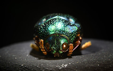 Sternocera aequisignata - frontal Specimen. Extremely shiny and difficult to illuminate, with a wild emerald Iridescence.
https://www.jungledragon.com/image/111226/sternocera_aequisignata_-_lateral.html
https://www.jungledragon.com/image/111227/sternocera_aequisignata_-_side_view.html
https://www.jungledragon.com/image/111228/sternocera_aequisignata_-_diagonal.html
https://www.jungledragon.com/image/111229/sternocera_aequisignata_-_frontal.html
https://www.jungledragon.com/image/111230/sternocera_aequisignata_-_underside.html
https://www.jungledragon.com/image/111231/sternocera_aequisignata_-_head.html
https://www.jungledragon.com/image/111232/sternocera_aequisignata_-_cheerful.html
https://www.jungledragon.com/image/111233/sternocera_aequisignata_-_eyes.html
The below "making of" video shows the approach used for the extreme macro photos (last 3 in the list). Given how very reflective the subject is, 3 heavily diffused light sources are used.

https://vimeo.com/526899446 Sternocera aequisignata