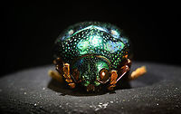 Sternocera aequisignata - frontal Specimen. Extremely shiny and difficult to illuminate, with a wild emerald Iridescence.<br />
https://www.jungledragon.com/image/111226/sternocera_aequisignata_-_lateral.html<br />
https://www.jungledragon.com/image/111227/sternocera_aequisignata_-_side_view.html<br />
https://www.jungledragon.com/image/111228/sternocera_aequisignata_-_diagonal.html<br />
https://www.jungledragon.com/image/111229/sternocera_aequisignata_-_frontal.html<br />
https://www.jungledragon.com/image/111230/sternocera_aequisignata_-_underside.html<br />
https://www.jungledragon.com/image/111231/sternocera_aequisignata_-_head.html<br />
https://www.jungledragon.com/image/111232/sternocera_aequisignata_-_cheerful.html<br />
https://www.jungledragon.com/image/111233/sternocera_aequisignata_-_eyes.html<br />
The below "making of" video shows the approach used for the extreme macro photos (last 3 in the list). Given how very reflective the subject is, 3 heavily diffused light sources are used.<br />
<br />
https://vimeo.com/526899446 Sternocera aequisignata