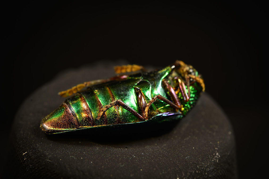 Sternocera aequisignata - underside Specimen. Extremely shiny and difficult to illuminate, with a wild emerald Iridescence.<br />
<figure class="photo"><a href="https://www.jungledragon.com/image/111226/sternocera_aequisignata_-_lateral.html" title="Sternocera Aequisignata - lateral"><img src="https://s3.amazonaws.com/media.jungledragon.com/images/2/111226_thumb.jpg?AWSAccessKeyId=05GMT0V3GWVNE7GGM1R2&Expires=1759968010&Signature=p8KJDoh6p1nsK7P0rVD3MMdgE%2Fw%3D" width="148" height="152" alt="Sternocera Aequisignata - lateral Specimen. Extremely shiny and difficult to illuminate, with a wild emerald Iridescence.<br />
https://www.jungledragon.com/image/111226/sternocera_aequisignata_-_lateral.html<br />
https://www.jungledragon.com/image/111227/sternocera_aequisignata_-_side_view.html<br />
https://www.jungledragon.com/image/111228/sternocera_aequisignata_-_diagonal.html<br />
https://www.jungledragon.com/image/111229/sternocera_aequisignata_-_frontal.html<br />
https://www.jungledragon.com/image/111230/sternocera_aequisignata_-_underside.html<br />
https://www.jungledragon.com/image/111231/sternocera_aequisignata_-_head.html<br />
https://www.jungledragon.com/image/111232/sternocera_aequisignata_-_cheerful.html<br />
https://www.jungledragon.com/image/111233/sternocera_aequisignata_-_eyes.html<br />
The below &quot;making of&quot; video shows the approach used for the extreme macro photos (last 3 in the list). Given how very reflective the subject is, 3 heavily diffused light sources are used.<br />
<br />
https://vimeo.com/526899446 Sternocera aequisignata" /></a></figure><br />
<figure class="photo"><a href="https://www.jungledragon.com/image/111227/sternocera_aequisignata_-_side_view.html" title="Sternocera aequisignata - side view"><img src="https://s3.amazonaws.com/media.jungledragon.com/images/2/111227_thumb.jpg?AWSAccessKeyId=05GMT0V3GWVNE7GGM1R2&Expires=1759968010&Signature=rcRPJ2iHviH9tYlrFmr65Nys0fQ%3D" width="200" height="116" alt="Sternocera aequisignata - side view Specimen. Extremely shiny and difficult to illuminate, with a wild emerald Iridescence.<br />
https://www.jungledragon.com/image/111226/sternocera_aequisignata_-_lateral.html<br />
https://www.jungledragon.com/image/111227/sternocera_aequisignata_-_side_view.html<br />
https://www.jungledragon.com/image/111228/sternocera_aequisignata_-_diagonal.html<br />
https://www.jungledragon.com/image/111229/sternocera_aequisignata_-_frontal.html<br />
https://www.jungledragon.com/image/111230/sternocera_aequisignata_-_underside.html<br />
https://www.jungledragon.com/image/111231/sternocera_aequisignata_-_head.html<br />
https://www.jungledragon.com/image/111232/sternocera_aequisignata_-_cheerful.html<br />
https://www.jungledragon.com/image/111233/sternocera_aequisignata_-_eyes.html<br />
The below &quot;making of&quot; video shows the approach used for the extreme macro photos (last 3 in the list). Given how very reflective the subject is, 3 heavily diffused light sources are used.<br />
<br />
https://vimeo.com/526899446 Sternocera aequisignata" /></a></figure><br />
<figure class="photo"><a href="https://www.jungledragon.com/image/111228/sternocera_aequisignata_-_diagonal.html" title="Sternocera aequisignata - diagonal"><img src="https://s3.amazonaws.com/media.jungledragon.com/images/2/111228_thumb.jpg?AWSAccessKeyId=05GMT0V3GWVNE7GGM1R2&Expires=1759968010&Signature=5O9q7k5bbi%2F%2FkyRdvAMw4g7CG5E%3D" width="200" height="134" alt="Sternocera aequisignata - diagonal Specimen. Extremely shiny and difficult to illuminate, with a wild emerald Iridescence.<br />
https://www.jungledragon.com/image/111226/sternocera_aequisignata_-_lateral.html<br />
https://www.jungledragon.com/image/111227/sternocera_aequisignata_-_side_view.html<br />
https://www.jungledragon.com/image/111228/sternocera_aequisignata_-_diagonal.html<br />
https://www.jungledragon.com/image/111229/sternocera_aequisignata_-_frontal.html<br />
https://www.jungledragon.com/image/111230/sternocera_aequisignata_-_underside.html<br />
https://www.jungledragon.com/image/111231/sternocera_aequisignata_-_head.html<br />
https://www.jungledragon.com/image/111232/sternocera_aequisignata_-_cheerful.html<br />
https://www.jungledragon.com/image/111233/sternocera_aequisignata_-_eyes.html<br />
The below &quot;making of&quot; video shows the approach used for the extreme macro photos (last 3 in the list). Given how very reflective the subject is, 3 heavily diffused light sources are used.<br />
<br />
https://vimeo.com/526899446 Sternocera aequisignata" /></a></figure><br />
<figure class="photo"><a href="https://www.jungledragon.com/image/111229/sternocera_aequisignata_-_frontal.html" title="Sternocera aequisignata - frontal"><img src="https://s3.amazonaws.com/media.jungledragon.com/images/2/111229_thumb.jpg?AWSAccessKeyId=05GMT0V3GWVNE7GGM1R2&Expires=1759968010&Signature=%2FR0axpbhZf5HJKA6bid1io2Fv9w%3D" width="200" height="128" alt="Sternocera aequisignata - frontal Specimen. Extremely shiny and difficult to illuminate, with a wild emerald Iridescence.<br />
https://www.jungledragon.com/image/111226/sternocera_aequisignata_-_lateral.html<br />
https://www.jungledragon.com/image/111227/sternocera_aequisignata_-_side_view.html<br />
https://www.jungledragon.com/image/111228/sternocera_aequisignata_-_diagonal.html<br />
https://www.jungledragon.com/image/111229/sternocera_aequisignata_-_frontal.html<br />
https://www.jungledragon.com/image/111230/sternocera_aequisignata_-_underside.html<br />
https://www.jungledragon.com/image/111231/sternocera_aequisignata_-_head.html<br />
https://www.jungledragon.com/image/111232/sternocera_aequisignata_-_cheerful.html<br />
https://www.jungledragon.com/image/111233/sternocera_aequisignata_-_eyes.html<br />
The below &quot;making of&quot; video shows the approach used for the extreme macro photos (last 3 in the list). Given how very reflective the subject is, 3 heavily diffused light sources are used.<br />
<br />
https://vimeo.com/526899446 Sternocera aequisignata" /></a></figure><br />
<figure class="photo"><a href="https://www.jungledragon.com/image/111230/sternocera_aequisignata_-_underside.html" title="Sternocera aequisignata - underside"><img src="https://s3.amazonaws.com/media.jungledragon.com/images/2/111230_thumb.jpg?AWSAccessKeyId=05GMT0V3GWVNE7GGM1R2&Expires=1759968010&Signature=Jo2OIIVdIcuWcySYgXXoKYlKvUI%3D" width="200" height="134" alt="Sternocera aequisignata - underside Specimen. Extremely shiny and difficult to illuminate, with a wild emerald Iridescence.<br />
https://www.jungledragon.com/image/111226/sternocera_aequisignata_-_lateral.html<br />
https://www.jungledragon.com/image/111227/sternocera_aequisignata_-_side_view.html<br />
https://www.jungledragon.com/image/111228/sternocera_aequisignata_-_diagonal.html<br />
https://www.jungledragon.com/image/111229/sternocera_aequisignata_-_frontal.html<br />
https://www.jungledragon.com/image/111230/sternocera_aequisignata_-_underside.html<br />
https://www.jungledragon.com/image/111231/sternocera_aequisignata_-_head.html<br />
https://www.jungledragon.com/image/111232/sternocera_aequisignata_-_cheerful.html<br />
https://www.jungledragon.com/image/111233/sternocera_aequisignata_-_eyes.html<br />
The below &quot;making of&quot; video shows the approach used for the extreme macro photos (last 3 in the list). Given how very reflective the subject is, 3 heavily diffused light sources are used.<br />
<br />
https://vimeo.com/526899446 Sternocera aequisignata" /></a></figure><br />
<figure class="photo"><a href="https://www.jungledragon.com/image/111231/sternocera_aequisignata_-_head.html" title="Sternocera aequisignata - head"><img src="https://s3.amazonaws.com/media.jungledragon.com/images/2/111231_thumb.jpg?AWSAccessKeyId=05GMT0V3GWVNE7GGM1R2&Expires=1759968010&Signature=PIrrVxR7WTg7Ask11g%2F3QrXU%2Bks%3D" width="200" height="134" alt="Sternocera aequisignata - head Specimen. Extremely shiny and difficult to illuminate, with a wild emerald Iridescence.<br />
https://www.jungledragon.com/image/111226/sternocera_aequisignata_-_lateral.html<br />
https://www.jungledragon.com/image/111227/sternocera_aequisignata_-_side_view.html<br />
https://www.jungledragon.com/image/111228/sternocera_aequisignata_-_diagonal.html<br />
https://www.jungledragon.com/image/111229/sternocera_aequisignata_-_frontal.html<br />
https://www.jungledragon.com/image/111230/sternocera_aequisignata_-_underside.html<br />
https://www.jungledragon.com/image/111231/sternocera_aequisignata_-_head.html<br />
https://www.jungledragon.com/image/111232/sternocera_aequisignata_-_cheerful.html<br />
https://www.jungledragon.com/image/111233/sternocera_aequisignata_-_eyes.html<br />
The below &quot;making of&quot; video shows the approach used for the extreme macro photos (last 3 in the list). Given how very reflective the subject is, 3 heavily diffused light sources are used.<br />
<br />
https://vimeo.com/526899446 Extreme Macro,Sternocera aequisignata" /></a></figure><br />
<figure class="photo"><a href="https://www.jungledragon.com/image/111232/sternocera_aequisignata_-_cheerful.html" title="Sternocera aequisignata - cheerful"><img src="https://s3.amazonaws.com/media.jungledragon.com/images/2/111232_thumb.jpg?AWSAccessKeyId=05GMT0V3GWVNE7GGM1R2&Expires=1759968010&Signature=C3nuk9zHqfgGihhxOLnMwdVOp7k%3D" width="200" height="134" alt="Sternocera aequisignata - cheerful Specimen. Extremely shiny and difficult to illuminate, with a wild emerald Iridescence.<br />
https://www.jungledragon.com/image/111226/sternocera_aequisignata_-_lateral.html<br />
https://www.jungledragon.com/image/111227/sternocera_aequisignata_-_side_view.html<br />
https://www.jungledragon.com/image/111228/sternocera_aequisignata_-_diagonal.html<br />
https://www.jungledragon.com/image/111229/sternocera_aequisignata_-_frontal.html<br />
https://www.jungledragon.com/image/111230/sternocera_aequisignata_-_underside.html<br />
https://www.jungledragon.com/image/111231/sternocera_aequisignata_-_head.html<br />
https://www.jungledragon.com/image/111232/sternocera_aequisignata_-_cheerful.html<br />
https://www.jungledragon.com/image/111233/sternocera_aequisignata_-_eyes.html<br />
The below &quot;making of&quot; video shows the approach used for the extreme macro photos (last 3 in the list). Given how very reflective the subject is, 3 heavily diffused light sources are used.<br />
<br />
https://vimeo.com/526899446 Extreme Macro,Extreme Macro Portraits,Sternocera aequisignata" /></a></figure><br />
<figure class="photo"><a href="https://www.jungledragon.com/image/111233/sternocera_aequisignata_-_eyes.html" title="Sternocera aequisignata - eyes"><img src="https://s3.amazonaws.com/media.jungledragon.com/images/2/111233_thumb.jpg?AWSAccessKeyId=05GMT0V3GWVNE7GGM1R2&Expires=1759968010&Signature=Xn40YXY8959AYYGPPFZrcRNtgoY%3D" width="200" height="134" alt="Sternocera aequisignata - eyes Specimen. Extremely shiny and difficult to illuminate, with a wild emerald Iridescence.<br />
https://www.jungledragon.com/image/111226/sternocera_aequisignata_-_lateral.html<br />
https://www.jungledragon.com/image/111227/sternocera_aequisignata_-_side_view.html<br />
https://www.jungledragon.com/image/111228/sternocera_aequisignata_-_diagonal.html<br />
https://www.jungledragon.com/image/111229/sternocera_aequisignata_-_frontal.html<br />
https://www.jungledragon.com/image/111230/sternocera_aequisignata_-_underside.html<br />
https://www.jungledragon.com/image/111231/sternocera_aequisignata_-_head.html<br />
https://www.jungledragon.com/image/111232/sternocera_aequisignata_-_cheerful.html<br />
https://www.jungledragon.com/image/111233/sternocera_aequisignata_-_eyes.html<br />
The below &quot;making of&quot; video shows the approach used for the extreme macro photos (last 3 in the list). Given how very reflective the subject is, 3 heavily diffused light sources are used.<br />
<br />
https://vimeo.com/526899446 Extreme Macro,Sternocera aequisignata" /></a></figure><br />
The below &quot;making of&quot; video shows the approach used for the extreme macro photos (last 3 in the list). Given how very reflective the subject is, 3 heavily diffused light sources are used.<br />
<br />
<section class="video"><iframe width="448" height="252" src="https://player.vimeo.com/video/526899446?title=0&byline=0&portrait=0" frameborder="0"></iframe></section> Sternocera aequisignata