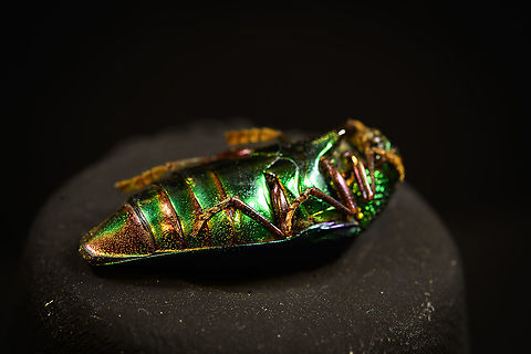 Sternocera aequisignata - underside Specimen. Extremely shiny and difficult to illuminate, with a wild emerald Iridescence.
https://www.jungledragon.com/image/111226/sternocera_aequisignata_-_lateral.html
https://www.jungledragon.com/image/111227/sternocera_aequisignata_-_side_view.html
https://www.jungledragon.com/image/111228/sternocera_aequisignata_-_diagonal.html
https://www.jungledragon.com/image/111229/sternocera_aequisignata_-_frontal.html
https://www.jungledragon.com/image/111230/sternocera_aequisignata_-_underside.html
https://www.jungledragon.com/image/111231/sternocera_aequisignata_-_head.html
https://www.jungledragon.com/image/111232/sternocera_aequisignata_-_cheerful.html
https://www.jungledragon.com/image/111233/sternocera_aequisignata_-_eyes.html
The below "making of" video shows the approach used for the extreme macro photos (last 3 in the list). Given how very reflective the subject is, 3 heavily diffused light sources are used.

https://vimeo.com/526899446 Sternocera aequisignata