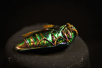 Sternocera aequisignata - underside Specimen. Extremely shiny and difficult to illuminate, with a wild emerald Iridescence.<br />
https://www.jungledragon.com/image/111226/sternocera_aequisignata_-_lateral.html<br />
https://www.jungledragon.com/image/111227/sternocera_aequisignata_-_side_view.html<br />
https://www.jungledragon.com/image/111228/sternocera_aequisignata_-_diagonal.html<br />
https://www.jungledragon.com/image/111229/sternocera_aequisignata_-_frontal.html<br />
https://www.jungledragon.com/image/111230/sternocera_aequisignata_-_underside.html<br />
https://www.jungledragon.com/image/111231/sternocera_aequisignata_-_head.html<br />
https://www.jungledragon.com/image/111232/sternocera_aequisignata_-_cheerful.html<br />
https://www.jungledragon.com/image/111233/sternocera_aequisignata_-_eyes.html<br />
The below "making of" video shows the approach used for the extreme macro photos (last 3 in the list). Given how very reflective the subject is, 3 heavily diffused light sources are used.<br />
<br />
https://vimeo.com/526899446 Sternocera aequisignata