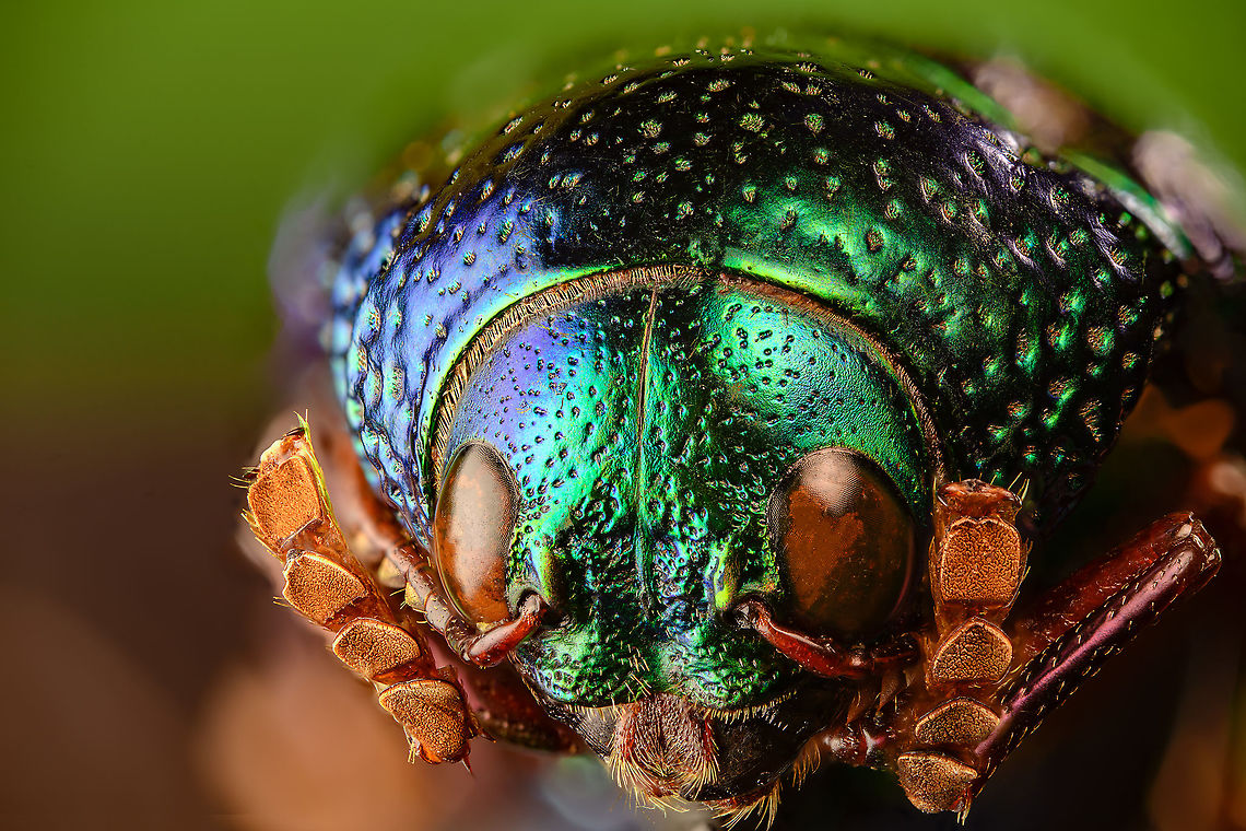 Sternocera aequisignata - head Specimen. Extremely shiny and difficult to illuminate, with a wild emerald Iridescence.<br />
<figure class="photo"><a href="https://www.jungledragon.com/image/111226/sternocera_aequisignata_-_lateral.html" title="Sternocera Aequisignata - lateral"><img src="https://s3.amazonaws.com/media.jungledragon.com/images/2/111226_thumb.jpg?AWSAccessKeyId=05GMT0V3GWVNE7GGM1R2&Expires=1759968010&Signature=p8KJDoh6p1nsK7P0rVD3MMdgE%2Fw%3D" width="148" height="152" alt="Sternocera Aequisignata - lateral Specimen. Extremely shiny and difficult to illuminate, with a wild emerald Iridescence.<br />
https://www.jungledragon.com/image/111226/sternocera_aequisignata_-_lateral.html<br />
https://www.jungledragon.com/image/111227/sternocera_aequisignata_-_side_view.html<br />
https://www.jungledragon.com/image/111228/sternocera_aequisignata_-_diagonal.html<br />
https://www.jungledragon.com/image/111229/sternocera_aequisignata_-_frontal.html<br />
https://www.jungledragon.com/image/111230/sternocera_aequisignata_-_underside.html<br />
https://www.jungledragon.com/image/111231/sternocera_aequisignata_-_head.html<br />
https://www.jungledragon.com/image/111232/sternocera_aequisignata_-_cheerful.html<br />
https://www.jungledragon.com/image/111233/sternocera_aequisignata_-_eyes.html<br />
The below &quot;making of&quot; video shows the approach used for the extreme macro photos (last 3 in the list). Given how very reflective the subject is, 3 heavily diffused light sources are used.<br />
<br />
https://vimeo.com/526899446 Sternocera aequisignata" /></a></figure><br />
<figure class="photo"><a href="https://www.jungledragon.com/image/111227/sternocera_aequisignata_-_side_view.html" title="Sternocera aequisignata - side view"><img src="https://s3.amazonaws.com/media.jungledragon.com/images/2/111227_thumb.jpg?AWSAccessKeyId=05GMT0V3GWVNE7GGM1R2&Expires=1759968010&Signature=rcRPJ2iHviH9tYlrFmr65Nys0fQ%3D" width="200" height="116" alt="Sternocera aequisignata - side view Specimen. Extremely shiny and difficult to illuminate, with a wild emerald Iridescence.<br />
https://www.jungledragon.com/image/111226/sternocera_aequisignata_-_lateral.html<br />
https://www.jungledragon.com/image/111227/sternocera_aequisignata_-_side_view.html<br />
https://www.jungledragon.com/image/111228/sternocera_aequisignata_-_diagonal.html<br />
https://www.jungledragon.com/image/111229/sternocera_aequisignata_-_frontal.html<br />
https://www.jungledragon.com/image/111230/sternocera_aequisignata_-_underside.html<br />
https://www.jungledragon.com/image/111231/sternocera_aequisignata_-_head.html<br />
https://www.jungledragon.com/image/111232/sternocera_aequisignata_-_cheerful.html<br />
https://www.jungledragon.com/image/111233/sternocera_aequisignata_-_eyes.html<br />
The below &quot;making of&quot; video shows the approach used for the extreme macro photos (last 3 in the list). Given how very reflective the subject is, 3 heavily diffused light sources are used.<br />
<br />
https://vimeo.com/526899446 Sternocera aequisignata" /></a></figure><br />
<figure class="photo"><a href="https://www.jungledragon.com/image/111228/sternocera_aequisignata_-_diagonal.html" title="Sternocera aequisignata - diagonal"><img src="https://s3.amazonaws.com/media.jungledragon.com/images/2/111228_thumb.jpg?AWSAccessKeyId=05GMT0V3GWVNE7GGM1R2&Expires=1759968010&Signature=5O9q7k5bbi%2F%2FkyRdvAMw4g7CG5E%3D" width="200" height="134" alt="Sternocera aequisignata - diagonal Specimen. Extremely shiny and difficult to illuminate, with a wild emerald Iridescence.<br />
https://www.jungledragon.com/image/111226/sternocera_aequisignata_-_lateral.html<br />
https://www.jungledragon.com/image/111227/sternocera_aequisignata_-_side_view.html<br />
https://www.jungledragon.com/image/111228/sternocera_aequisignata_-_diagonal.html<br />
https://www.jungledragon.com/image/111229/sternocera_aequisignata_-_frontal.html<br />
https://www.jungledragon.com/image/111230/sternocera_aequisignata_-_underside.html<br />
https://www.jungledragon.com/image/111231/sternocera_aequisignata_-_head.html<br />
https://www.jungledragon.com/image/111232/sternocera_aequisignata_-_cheerful.html<br />
https://www.jungledragon.com/image/111233/sternocera_aequisignata_-_eyes.html<br />
The below &quot;making of&quot; video shows the approach used for the extreme macro photos (last 3 in the list). Given how very reflective the subject is, 3 heavily diffused light sources are used.<br />
<br />
https://vimeo.com/526899446 Sternocera aequisignata" /></a></figure><br />
<figure class="photo"><a href="https://www.jungledragon.com/image/111229/sternocera_aequisignata_-_frontal.html" title="Sternocera aequisignata - frontal"><img src="https://s3.amazonaws.com/media.jungledragon.com/images/2/111229_thumb.jpg?AWSAccessKeyId=05GMT0V3GWVNE7GGM1R2&Expires=1759968010&Signature=%2FR0axpbhZf5HJKA6bid1io2Fv9w%3D" width="200" height="128" alt="Sternocera aequisignata - frontal Specimen. Extremely shiny and difficult to illuminate, with a wild emerald Iridescence.<br />
https://www.jungledragon.com/image/111226/sternocera_aequisignata_-_lateral.html<br />
https://www.jungledragon.com/image/111227/sternocera_aequisignata_-_side_view.html<br />
https://www.jungledragon.com/image/111228/sternocera_aequisignata_-_diagonal.html<br />
https://www.jungledragon.com/image/111229/sternocera_aequisignata_-_frontal.html<br />
https://www.jungledragon.com/image/111230/sternocera_aequisignata_-_underside.html<br />
https://www.jungledragon.com/image/111231/sternocera_aequisignata_-_head.html<br />
https://www.jungledragon.com/image/111232/sternocera_aequisignata_-_cheerful.html<br />
https://www.jungledragon.com/image/111233/sternocera_aequisignata_-_eyes.html<br />
The below &quot;making of&quot; video shows the approach used for the extreme macro photos (last 3 in the list). Given how very reflective the subject is, 3 heavily diffused light sources are used.<br />
<br />
https://vimeo.com/526899446 Sternocera aequisignata" /></a></figure><br />
<figure class="photo"><a href="https://www.jungledragon.com/image/111230/sternocera_aequisignata_-_underside.html" title="Sternocera aequisignata - underside"><img src="https://s3.amazonaws.com/media.jungledragon.com/images/2/111230_thumb.jpg?AWSAccessKeyId=05GMT0V3GWVNE7GGM1R2&Expires=1759968010&Signature=Jo2OIIVdIcuWcySYgXXoKYlKvUI%3D" width="200" height="134" alt="Sternocera aequisignata - underside Specimen. Extremely shiny and difficult to illuminate, with a wild emerald Iridescence.<br />
https://www.jungledragon.com/image/111226/sternocera_aequisignata_-_lateral.html<br />
https://www.jungledragon.com/image/111227/sternocera_aequisignata_-_side_view.html<br />
https://www.jungledragon.com/image/111228/sternocera_aequisignata_-_diagonal.html<br />
https://www.jungledragon.com/image/111229/sternocera_aequisignata_-_frontal.html<br />
https://www.jungledragon.com/image/111230/sternocera_aequisignata_-_underside.html<br />
https://www.jungledragon.com/image/111231/sternocera_aequisignata_-_head.html<br />
https://www.jungledragon.com/image/111232/sternocera_aequisignata_-_cheerful.html<br />
https://www.jungledragon.com/image/111233/sternocera_aequisignata_-_eyes.html<br />
The below &quot;making of&quot; video shows the approach used for the extreme macro photos (last 3 in the list). Given how very reflective the subject is, 3 heavily diffused light sources are used.<br />
<br />
https://vimeo.com/526899446 Sternocera aequisignata" /></a></figure><br />
<figure class="photo"><a href="https://www.jungledragon.com/image/111231/sternocera_aequisignata_-_head.html" title="Sternocera aequisignata - head"><img src="https://s3.amazonaws.com/media.jungledragon.com/images/2/111231_thumb.jpg?AWSAccessKeyId=05GMT0V3GWVNE7GGM1R2&Expires=1759968010&Signature=PIrrVxR7WTg7Ask11g%2F3QrXU%2Bks%3D" width="200" height="134" alt="Sternocera aequisignata - head Specimen. Extremely shiny and difficult to illuminate, with a wild emerald Iridescence.<br />
https://www.jungledragon.com/image/111226/sternocera_aequisignata_-_lateral.html<br />
https://www.jungledragon.com/image/111227/sternocera_aequisignata_-_side_view.html<br />
https://www.jungledragon.com/image/111228/sternocera_aequisignata_-_diagonal.html<br />
https://www.jungledragon.com/image/111229/sternocera_aequisignata_-_frontal.html<br />
https://www.jungledragon.com/image/111230/sternocera_aequisignata_-_underside.html<br />
https://www.jungledragon.com/image/111231/sternocera_aequisignata_-_head.html<br />
https://www.jungledragon.com/image/111232/sternocera_aequisignata_-_cheerful.html<br />
https://www.jungledragon.com/image/111233/sternocera_aequisignata_-_eyes.html<br />
The below &quot;making of&quot; video shows the approach used for the extreme macro photos (last 3 in the list). Given how very reflective the subject is, 3 heavily diffused light sources are used.<br />
<br />
https://vimeo.com/526899446 Extreme Macro,Sternocera aequisignata" /></a></figure><br />
<figure class="photo"><a href="https://www.jungledragon.com/image/111232/sternocera_aequisignata_-_cheerful.html" title="Sternocera aequisignata - cheerful"><img src="https://s3.amazonaws.com/media.jungledragon.com/images/2/111232_thumb.jpg?AWSAccessKeyId=05GMT0V3GWVNE7GGM1R2&Expires=1759968010&Signature=C3nuk9zHqfgGihhxOLnMwdVOp7k%3D" width="200" height="134" alt="Sternocera aequisignata - cheerful Specimen. Extremely shiny and difficult to illuminate, with a wild emerald Iridescence.<br />
https://www.jungledragon.com/image/111226/sternocera_aequisignata_-_lateral.html<br />
https://www.jungledragon.com/image/111227/sternocera_aequisignata_-_side_view.html<br />
https://www.jungledragon.com/image/111228/sternocera_aequisignata_-_diagonal.html<br />
https://www.jungledragon.com/image/111229/sternocera_aequisignata_-_frontal.html<br />
https://www.jungledragon.com/image/111230/sternocera_aequisignata_-_underside.html<br />
https://www.jungledragon.com/image/111231/sternocera_aequisignata_-_head.html<br />
https://www.jungledragon.com/image/111232/sternocera_aequisignata_-_cheerful.html<br />
https://www.jungledragon.com/image/111233/sternocera_aequisignata_-_eyes.html<br />
The below &quot;making of&quot; video shows the approach used for the extreme macro photos (last 3 in the list). Given how very reflective the subject is, 3 heavily diffused light sources are used.<br />
<br />
https://vimeo.com/526899446 Extreme Macro,Extreme Macro Portraits,Sternocera aequisignata" /></a></figure><br />
<figure class="photo"><a href="https://www.jungledragon.com/image/111233/sternocera_aequisignata_-_eyes.html" title="Sternocera aequisignata - eyes"><img src="https://s3.amazonaws.com/media.jungledragon.com/images/2/111233_thumb.jpg?AWSAccessKeyId=05GMT0V3GWVNE7GGM1R2&Expires=1759968010&Signature=Xn40YXY8959AYYGPPFZrcRNtgoY%3D" width="200" height="134" alt="Sternocera aequisignata - eyes Specimen. Extremely shiny and difficult to illuminate, with a wild emerald Iridescence.<br />
https://www.jungledragon.com/image/111226/sternocera_aequisignata_-_lateral.html<br />
https://www.jungledragon.com/image/111227/sternocera_aequisignata_-_side_view.html<br />
https://www.jungledragon.com/image/111228/sternocera_aequisignata_-_diagonal.html<br />
https://www.jungledragon.com/image/111229/sternocera_aequisignata_-_frontal.html<br />
https://www.jungledragon.com/image/111230/sternocera_aequisignata_-_underside.html<br />
https://www.jungledragon.com/image/111231/sternocera_aequisignata_-_head.html<br />
https://www.jungledragon.com/image/111232/sternocera_aequisignata_-_cheerful.html<br />
https://www.jungledragon.com/image/111233/sternocera_aequisignata_-_eyes.html<br />
The below &quot;making of&quot; video shows the approach used for the extreme macro photos (last 3 in the list). Given how very reflective the subject is, 3 heavily diffused light sources are used.<br />
<br />
https://vimeo.com/526899446 Extreme Macro,Sternocera aequisignata" /></a></figure><br />
The below &quot;making of&quot; video shows the approach used for the extreme macro photos (last 3 in the list). Given how very reflective the subject is, 3 heavily diffused light sources are used.<br />
<br />
<section class="video"><iframe width="448" height="252" src="https://player.vimeo.com/video/526899446?title=0&byline=0&portrait=0" frameborder="0"></iframe></section> Extreme Macro,Sternocera aequisignata