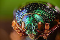 Sternocera aequisignata - head Specimen. Extremely shiny and difficult to illuminate, with a wild emerald Iridescence.<br />
https://www.jungledragon.com/image/111226/sternocera_aequisignata_-_lateral.html<br />
https://www.jungledragon.com/image/111227/sternocera_aequisignata_-_side_view.html<br />
https://www.jungledragon.com/image/111228/sternocera_aequisignata_-_diagonal.html<br />
https://www.jungledragon.com/image/111229/sternocera_aequisignata_-_frontal.html<br />
https://www.jungledragon.com/image/111230/sternocera_aequisignata_-_underside.html<br />
https://www.jungledragon.com/image/111231/sternocera_aequisignata_-_head.html<br />
https://www.jungledragon.com/image/111232/sternocera_aequisignata_-_cheerful.html<br />
https://www.jungledragon.com/image/111233/sternocera_aequisignata_-_eyes.html<br />
The below "making of" video shows the approach used for the extreme macro photos (last 3 in the list). Given how very reflective the subject is, 3 heavily diffused light sources are used.<br />
<br />
https://vimeo.com/526899446 Extreme Macro,Sternocera aequisignata