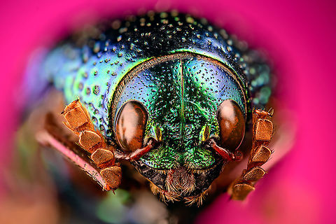 Sternocera aequisignata - cheerful Specimen. Extremely shiny and difficult to illuminate, with a wild emerald Iridescence.
https://www.jungledragon.com/image/111226/sternocera_aequisignata_-_lateral.html
https://www.jungledragon.com/image/111227/sternocera_aequisignata_-_side_view.html
https://www.jungledragon.com/image/111228/sternocera_aequisignata_-_diagonal.html
https://www.jungledragon.com/image/111229/sternocera_aequisignata_-_frontal.html
https://www.jungledragon.com/image/111230/sternocera_aequisignata_-_underside.html
https://www.jungledragon.com/image/111231/sternocera_aequisignata_-_head.html
https://www.jungledragon.com/image/111232/sternocera_aequisignata_-_cheerful.html
https://www.jungledragon.com/image/111233/sternocera_aequisignata_-_eyes.html
The below "making of" video shows the approach used for the extreme macro photos (last 3 in the list). Given how very reflective the subject is, 3 heavily diffused light sources are used.

https://vimeo.com/526899446 Extreme Macro,Extreme Macro Portraits,Sternocera aequisignata