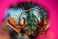 Sternocera aequisignata - cheerful Specimen. Extremely shiny and difficult to illuminate, with a wild emerald Iridescence.<br />
https://www.jungledragon.com/image/111226/sternocera_aequisignata_-_lateral.html<br />
https://www.jungledragon.com/image/111227/sternocera_aequisignata_-_side_view.html<br />
https://www.jungledragon.com/image/111228/sternocera_aequisignata_-_diagonal.html<br />
https://www.jungledragon.com/image/111229/sternocera_aequisignata_-_frontal.html<br />
https://www.jungledragon.com/image/111230/sternocera_aequisignata_-_underside.html<br />
https://www.jungledragon.com/image/111231/sternocera_aequisignata_-_head.html<br />
https://www.jungledragon.com/image/111232/sternocera_aequisignata_-_cheerful.html<br />
https://www.jungledragon.com/image/111233/sternocera_aequisignata_-_eyes.html<br />
The below "making of" video shows the approach used for the extreme macro photos (last 3 in the list). Given how very reflective the subject is, 3 heavily diffused light sources are used.<br />
<br />
https://vimeo.com/526899446 Extreme Macro,Extreme Macro Portraits,Sternocera aequisignata