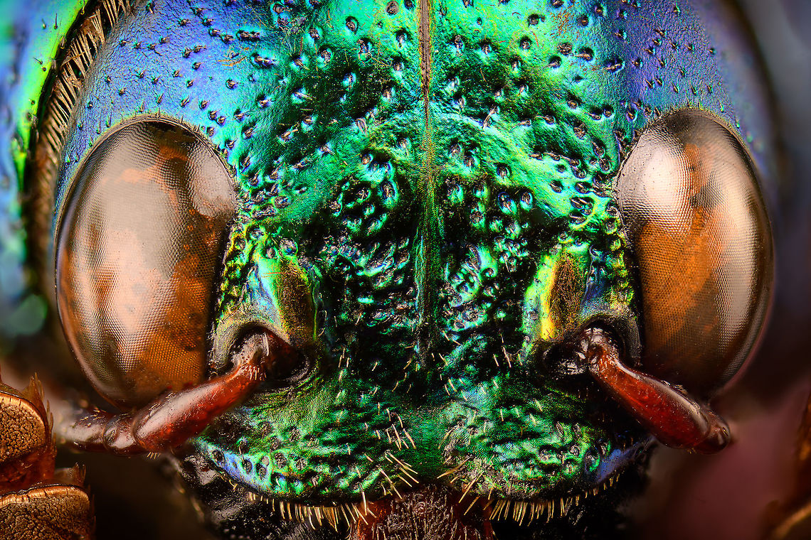 Sternocera aequisignata - eyes Specimen. Extremely shiny and difficult to illuminate, with a wild emerald Iridescence.<br />
<figure class="photo"><a href="https://www.jungledragon.com/image/111226/sternocera_aequisignata_-_lateral.html" title="Sternocera Aequisignata - lateral"><img src="https://s3.amazonaws.com/media.jungledragon.com/images/2/111226_thumb.jpg?AWSAccessKeyId=05GMT0V3GWVNE7GGM1R2&Expires=1770854410&Signature=nk%2Frtz9HNzr4FgcB0qqo3LTw564%3D" width="148" height="152" alt="Sternocera Aequisignata - lateral Specimen. Extremely shiny and difficult to illuminate, with a wild emerald Iridescence.<br />
https://www.jungledragon.com/image/111226/sternocera_aequisignata_-_lateral.html<br />
https://www.jungledragon.com/image/111227/sternocera_aequisignata_-_side_view.html<br />
https://www.jungledragon.com/image/111228/sternocera_aequisignata_-_diagonal.html<br />
https://www.jungledragon.com/image/111229/sternocera_aequisignata_-_frontal.html<br />
https://www.jungledragon.com/image/111230/sternocera_aequisignata_-_underside.html<br />
https://www.jungledragon.com/image/111231/sternocera_aequisignata_-_head.html<br />
https://www.jungledragon.com/image/111232/sternocera_aequisignata_-_cheerful.html<br />
https://www.jungledragon.com/image/111233/sternocera_aequisignata_-_eyes.html<br />
The below "making of" video shows the approach used for the extreme macro photos (last 3 in the list). Given how very reflective the subject is, 3 heavily diffused light sources are used.<br />
<br />
https://vimeo.com/526899446 Sternocera aequisignata" /></a></figure><br />
<figure class="photo"><a href="https://www.jungledragon.com/image/111227/sternocera_aequisignata_-_side_view.html" title="Sternocera aequisignata - side view"><img src="https://s3.amazonaws.com/media.jungledragon.com/images/2/111227_thumb.jpg?AWSAccessKeyId=05GMT0V3GWVNE7GGM1R2&Expires=1770854410&Signature=9zRA5QPxLnDfan8IbPxOKGa8Wws%3D" width="200" height="116" alt="Sternocera aequisignata - side view Specimen. Extremely shiny and difficult to illuminate, with a wild emerald Iridescence.<br />
https://www.jungledragon.com/image/111226/sternocera_aequisignata_-_lateral.html<br />
https://www.jungledragon.com/image/111227/sternocera_aequisignata_-_side_view.html<br />
https://www.jungledragon.com/image/111228/sternocera_aequisignata_-_diagonal.html<br />
https://www.jungledragon.com/image/111229/sternocera_aequisignata_-_frontal.html<br />
https://www.jungledragon.com/image/111230/sternocera_aequisignata_-_underside.html<br />
https://www.jungledragon.com/image/111231/sternocera_aequisignata_-_head.html<br />
https://www.jungledragon.com/image/111232/sternocera_aequisignata_-_cheerful.html<br />
https://www.jungledragon.com/image/111233/sternocera_aequisignata_-_eyes.html<br />
The below "making of" video shows the approach used for the extreme macro photos (last 3 in the list). Given how very reflective the subject is, 3 heavily diffused light sources are used.<br />
<br />
https://vimeo.com/526899446 Sternocera aequisignata" /></a></figure><br />
<figure class="photo"><a href="https://www.jungledragon.com/image/111228/sternocera_aequisignata_-_diagonal.html" title="Sternocera aequisignata - diagonal"><img src="https://s3.amazonaws.com/media.jungledragon.com/images/2/111228_thumb.jpg?AWSAccessKeyId=05GMT0V3GWVNE7GGM1R2&Expires=1770854410&Signature=WyfDoUnXIlYv4O3rmmT%2BRV4d5sc%3D" width="200" height="134" alt="Sternocera aequisignata - diagonal Specimen. Extremely shiny and difficult to illuminate, with a wild emerald Iridescence.<br />
https://www.jungledragon.com/image/111226/sternocera_aequisignata_-_lateral.html<br />
https://www.jungledragon.com/image/111227/sternocera_aequisignata_-_side_view.html<br />
https://www.jungledragon.com/image/111228/sternocera_aequisignata_-_diagonal.html<br />
https://www.jungledragon.com/image/111229/sternocera_aequisignata_-_frontal.html<br />
https://www.jungledragon.com/image/111230/sternocera_aequisignata_-_underside.html<br />
https://www.jungledragon.com/image/111231/sternocera_aequisignata_-_head.html<br />
https://www.jungledragon.com/image/111232/sternocera_aequisignata_-_cheerful.html<br />
https://www.jungledragon.com/image/111233/sternocera_aequisignata_-_eyes.html<br />
The below "making of" video shows the approach used for the extreme macro photos (last 3 in the list). Given how very reflective the subject is, 3 heavily diffused light sources are used.<br />
<br />
https://vimeo.com/526899446 Sternocera aequisignata" /></a></figure><br />
<figure class="photo"><a href="https://www.jungledragon.com/image/111229/sternocera_aequisignata_-_frontal.html" title="Sternocera aequisignata - frontal"><img src="https://s3.amazonaws.com/media.jungledragon.com/images/2/111229_thumb.jpg?AWSAccessKeyId=05GMT0V3GWVNE7GGM1R2&Expires=1770854410&Signature=6fMqQA63VyAvawAYhz9kZxWq3CI%3D" width="200" height="128" alt="Sternocera aequisignata - frontal Specimen. Extremely shiny and difficult to illuminate, with a wild emerald Iridescence.<br />
https://www.jungledragon.com/image/111226/sternocera_aequisignata_-_lateral.html<br />
https://www.jungledragon.com/image/111227/sternocera_aequisignata_-_side_view.html<br />
https://www.jungledragon.com/image/111228/sternocera_aequisignata_-_diagonal.html<br />
https://www.jungledragon.com/image/111229/sternocera_aequisignata_-_frontal.html<br />
https://www.jungledragon.com/image/111230/sternocera_aequisignata_-_underside.html<br />
https://www.jungledragon.com/image/111231/sternocera_aequisignata_-_head.html<br />
https://www.jungledragon.com/image/111232/sternocera_aequisignata_-_cheerful.html<br />
https://www.jungledragon.com/image/111233/sternocera_aequisignata_-_eyes.html<br />
The below "making of" video shows the approach used for the extreme macro photos (last 3 in the list). Given how very reflective the subject is, 3 heavily diffused light sources are used.<br />
<br />
https://vimeo.com/526899446 Sternocera aequisignata" /></a></figure><br />
<figure class="photo"><a href="https://www.jungledragon.com/image/111230/sternocera_aequisignata_-_underside.html" title="Sternocera aequisignata - underside"><img src="https://s3.amazonaws.com/media.jungledragon.com/images/2/111230_thumb.jpg?AWSAccessKeyId=05GMT0V3GWVNE7GGM1R2&Expires=1770854410&Signature=r2fFLnb56GINaCL9A5eabQ4iyLk%3D" width="200" height="134" alt="Sternocera aequisignata - underside Specimen. Extremely shiny and difficult to illuminate, with a wild emerald Iridescence.<br />
https://www.jungledragon.com/image/111226/sternocera_aequisignata_-_lateral.html<br />
https://www.jungledragon.com/image/111227/sternocera_aequisignata_-_side_view.html<br />
https://www.jungledragon.com/image/111228/sternocera_aequisignata_-_diagonal.html<br />
https://www.jungledragon.com/image/111229/sternocera_aequisignata_-_frontal.html<br />
https://www.jungledragon.com/image/111230/sternocera_aequisignata_-_underside.html<br />
https://www.jungledragon.com/image/111231/sternocera_aequisignata_-_head.html<br />
https://www.jungledragon.com/image/111232/sternocera_aequisignata_-_cheerful.html<br />
https://www.jungledragon.com/image/111233/sternocera_aequisignata_-_eyes.html<br />
The below "making of" video shows the approach used for the extreme macro photos (last 3 in the list). Given how very reflective the subject is, 3 heavily diffused light sources are used.<br />
<br />
https://vimeo.com/526899446 Sternocera aequisignata" /></a></figure><br />
<figure class="photo"><a href="https://www.jungledragon.com/image/111231/sternocera_aequisignata_-_head.html" title="Sternocera aequisignata - head"><img src="https://s3.amazonaws.com/media.jungledragon.com/images/2/111231_thumb.jpg?AWSAccessKeyId=05GMT0V3GWVNE7GGM1R2&Expires=1770854410&Signature=vAHxDadcPDpntXA%2Bp2n3p92pPW0%3D" width="200" height="134" alt="Sternocera aequisignata - head Specimen. Extremely shiny and difficult to illuminate, with a wild emerald Iridescence.<br />
https://www.jungledragon.com/image/111226/sternocera_aequisignata_-_lateral.html<br />
https://www.jungledragon.com/image/111227/sternocera_aequisignata_-_side_view.html<br />
https://www.jungledragon.com/image/111228/sternocera_aequisignata_-_diagonal.html<br />
https://www.jungledragon.com/image/111229/sternocera_aequisignata_-_frontal.html<br />
https://www.jungledragon.com/image/111230/sternocera_aequisignata_-_underside.html<br />
https://www.jungledragon.com/image/111231/sternocera_aequisignata_-_head.html<br />
https://www.jungledragon.com/image/111232/sternocera_aequisignata_-_cheerful.html<br />
https://www.jungledragon.com/image/111233/sternocera_aequisignata_-_eyes.html<br />
The below "making of" video shows the approach used for the extreme macro photos (last 3 in the list). Given how very reflective the subject is, 3 heavily diffused light sources are used.<br />
<br />
https://vimeo.com/526899446 Extreme Macro,Sternocera aequisignata" /></a></figure><br />
<figure class="photo"><a href="https://www.jungledragon.com/image/111232/sternocera_aequisignata_-_cheerful.html" title="Sternocera aequisignata - cheerful"><img src="https://s3.amazonaws.com/media.jungledragon.com/images/2/111232_thumb.jpg?AWSAccessKeyId=05GMT0V3GWVNE7GGM1R2&Expires=1770854410&Signature=VFxzez1RrXW1EXA35Z%2F8yJdP6W0%3D" width="200" height="134" alt="Sternocera aequisignata - cheerful Specimen. Extremely shiny and difficult to illuminate, with a wild emerald Iridescence.<br />
https://www.jungledragon.com/image/111226/sternocera_aequisignata_-_lateral.html<br />
https://www.jungledragon.com/image/111227/sternocera_aequisignata_-_side_view.html<br />
https://www.jungledragon.com/image/111228/sternocera_aequisignata_-_diagonal.html<br />
https://www.jungledragon.com/image/111229/sternocera_aequisignata_-_frontal.html<br />
https://www.jungledragon.com/image/111230/sternocera_aequisignata_-_underside.html<br />
https://www.jungledragon.com/image/111231/sternocera_aequisignata_-_head.html<br />
https://www.jungledragon.com/image/111232/sternocera_aequisignata_-_cheerful.html<br />
https://www.jungledragon.com/image/111233/sternocera_aequisignata_-_eyes.html<br />
The below "making of" video shows the approach used for the extreme macro photos (last 3 in the list). Given how very reflective the subject is, 3 heavily diffused light sources are used.<br />
<br />
https://vimeo.com/526899446 Extreme Macro,Extreme Macro Portraits,Sternocera aequisignata" /></a></figure><br />
<figure class="photo"><a href="https://www.jungledragon.com/image/111233/sternocera_aequisignata_-_eyes.html" title="Sternocera aequisignata - eyes"><img src="https://s3.amazonaws.com/media.jungledragon.com/images/2/111233_thumb.jpg?AWSAccessKeyId=05GMT0V3GWVNE7GGM1R2&Expires=1770854410&Signature=x%2FHvBpX50OkPGqMz2fZFuODpOvo%3D" width="200" height="134" alt="Sternocera aequisignata - eyes Specimen. Extremely shiny and difficult to illuminate, with a wild emerald Iridescence.<br />
https://www.jungledragon.com/image/111226/sternocera_aequisignata_-_lateral.html<br />
https://www.jungledragon.com/image/111227/sternocera_aequisignata_-_side_view.html<br />
https://www.jungledragon.com/image/111228/sternocera_aequisignata_-_diagonal.html<br />
https://www.jungledragon.com/image/111229/sternocera_aequisignata_-_frontal.html<br />
https://www.jungledragon.com/image/111230/sternocera_aequisignata_-_underside.html<br />
https://www.jungledragon.com/image/111231/sternocera_aequisignata_-_head.html<br />
https://www.jungledragon.com/image/111232/sternocera_aequisignata_-_cheerful.html<br />
https://www.jungledragon.com/image/111233/sternocera_aequisignata_-_eyes.html<br />
The below "making of" video shows the approach used for the extreme macro photos (last 3 in the list). Given how very reflective the subject is, 3 heavily diffused light sources are used.<br />
<br />
https://vimeo.com/526899446 Extreme Macro,Sternocera aequisignata" /></a></figure><br />
The below "making of" video shows the approach used for the extreme macro photos (last 3 in the list). Given how very reflective the subject is, 3 heavily diffused light sources are used.<br />
<br />
<section class="video"><iframe width="448" height="252" src="https://player.vimeo.com/video/526899446?title=0&byline=0&portrait=0" frameborder="0"></iframe></section> Extreme Macro,Sternocera aequisignata