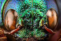 Sternocera aequisignata - eyes Specimen. Extremely shiny and difficult to illuminate, with a wild emerald Iridescence.<br />
https://www.jungledragon.com/image/111226/sternocera_aequisignata_-_lateral.html<br />
https://www.jungledragon.com/image/111227/sternocera_aequisignata_-_side_view.html<br />
https://www.jungledragon.com/image/111228/sternocera_aequisignata_-_diagonal.html<br />
https://www.jungledragon.com/image/111229/sternocera_aequisignata_-_frontal.html<br />
https://www.jungledragon.com/image/111230/sternocera_aequisignata_-_underside.html<br />
https://www.jungledragon.com/image/111231/sternocera_aequisignata_-_head.html<br />
https://www.jungledragon.com/image/111232/sternocera_aequisignata_-_cheerful.html<br />
https://www.jungledragon.com/image/111233/sternocera_aequisignata_-_eyes.html<br />
The below "making of" video shows the approach used for the extreme macro photos (last 3 in the list). Given how very reflective the subject is, 3 heavily diffused light sources are used.<br />
<br />
https://vimeo.com/526899446 Extreme Macro,Sternocera aequisignata