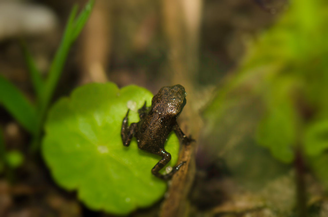 Common Toad hatchling I was walking around the edges of a very small pond when I noticed all kinds of stuff jumping on the floor. The creatures looked so tiny that I thought they were insects. Upon a closer look I noticed they were amphibians of only a few mm in size. Probably this is the first day of its life. In the pond itself I found many thousands more eggs. Bufo bufo,Common toad,Heesch,Macro