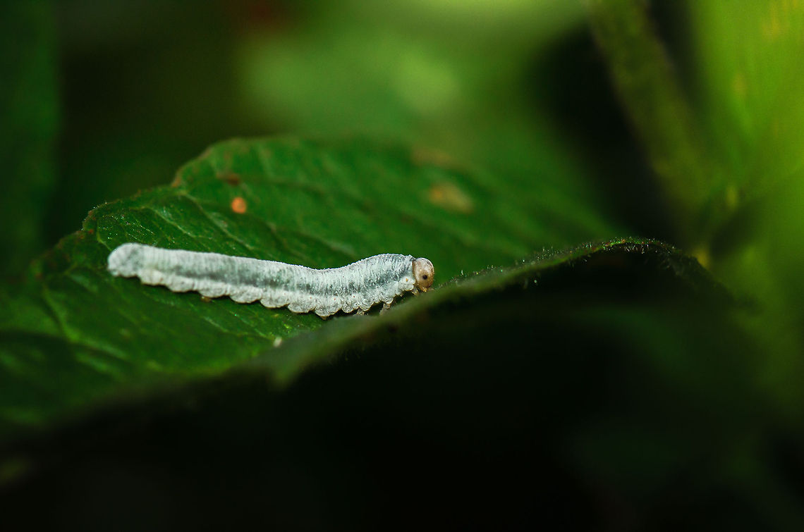 Bastard Caterpillar - Cimbex femoratus It took me forever to plow through caterpillars, butterflies and moths to find a match for this one. Turns out I was looking in the wrong direction. This is not a caterpillar, it is the larvae of a sawfly. Which one is hard to determine, yet the closest visual match I can find is the Cimbex femoratus. <br />
<br />
The term Bastard Caterpillar is a term used to highlight the similarities with caterpillars. Heesch,Macro