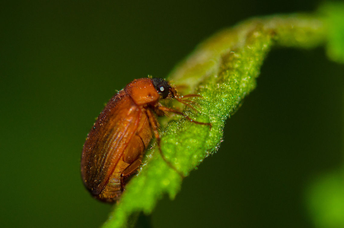 Brown Chafer sleeping on leaf Spotted in Heesch, the Netherlands. Brown Chafer,Heesch,Macro,Serica brunnea