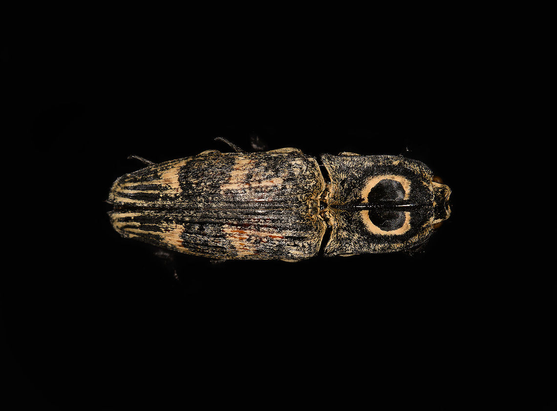 Neolycoreus regalis - lateral Specimen. An obscure click beetle from Madagascar with a clear eye pattern on the thorax. Formerly known as Lycoreus Regalis.<br />
<figure class="photo"><a href="https://www.jungledragon.com/image/111413/neolycoreus_regalis_-_lateral.html" title="Neolycoreus regalis - lateral"><img src="https://s3.amazonaws.com/media.jungledragon.com/images/2/111413_thumb.jpg?AWSAccessKeyId=05GMT0V3GWVNE7GGM1R2&Expires=1759968010&Signature=NkaB9WyBiMcLOTciZnrUwdMVyb4%3D" width="200" height="148" alt="Neolycoreus regalis - lateral Specimen. An obscure click beetle from Madagascar with a clear eye pattern on the thorax. Formerly known as Lycoreus Regalis.<br />
https://www.jungledragon.com/image/111413/neolycoreus_regalis_-_lateral.html<br />
https://www.jungledragon.com/image/111414/neolycoreus_regalis_-_side_view.html<br />
https://www.jungledragon.com/image/111415/neolycoreus_regalis_-_frontal.html<br />
https://www.jungledragon.com/image/111416/neolycoreus_regalis_-_thorax.html<br />
https://www.jungledragon.com/image/111418/neolycoreus_regalis_-_underside.html<br />
https://www.jungledragon.com/image/111419/neolycoreus_regalis.html<br />
https://www.jungledragon.com/image/111420/neolycoreus_regalis_-_mug_shot.html<br />
https://www.jungledragon.com/image/111421/neolycoreus_regalis_-_head.html Macro,Neolycoreus regalis" /></a></figure><br />
<figure class="photo"><a href="https://www.jungledragon.com/image/111414/neolycoreus_regalis_-_side_view.html" title="Neolycoreus regalis - side view"><img src="https://s3.amazonaws.com/media.jungledragon.com/images/2/111414_thumb.jpg?AWSAccessKeyId=05GMT0V3GWVNE7GGM1R2&Expires=1759968010&Signature=5O4tV2nbzJ3KhKJNwPpsyYpMcdk%3D" width="200" height="122" alt="Neolycoreus regalis - side view Specimen. An obscure click beetle from Madagascar with a clear eye pattern on the thorax. Formerly known as Lycoreus Regalis.<br />
https://www.jungledragon.com/image/111413/neolycoreus_regalis_-_lateral.html<br />
https://www.jungledragon.com/image/111414/neolycoreus_regalis_-_side_view.html<br />
https://www.jungledragon.com/image/111415/neolycoreus_regalis_-_frontal.html<br />
https://www.jungledragon.com/image/111416/neolycoreus_regalis_-_thorax.html<br />
https://www.jungledragon.com/image/111418/neolycoreus_regalis_-_underside.html<br />
https://www.jungledragon.com/image/111419/neolycoreus_regalis.html<br />
https://www.jungledragon.com/image/111420/neolycoreus_regalis_-_mug_shot.html<br />
https://www.jungledragon.com/image/111421/neolycoreus_regalis_-_head.html Macro,Neolycoreus regalis" /></a></figure><br />
<figure class="photo"><a href="https://www.jungledragon.com/image/111415/neolycoreus_regalis_-_frontal.html" title="Neolycoreus regalis - frontal"><img src="https://s3.amazonaws.com/media.jungledragon.com/images/2/111415_thumb.jpg?AWSAccessKeyId=05GMT0V3GWVNE7GGM1R2&Expires=1759968010&Signature=Wn4VXRgHJ4d4yZD4FxHpkMiAu8c%3D" width="200" height="154" alt="Neolycoreus regalis - frontal Specimen. An obscure click beetle from Madagascar with a clear eye pattern on the thorax. Formerly known as Lycoreus Regalis.<br />
https://www.jungledragon.com/image/111413/neolycoreus_regalis_-_lateral.html<br />
https://www.jungledragon.com/image/111414/neolycoreus_regalis_-_side_view.html<br />
https://www.jungledragon.com/image/111415/neolycoreus_regalis_-_frontal.html<br />
https://www.jungledragon.com/image/111416/neolycoreus_regalis_-_thorax.html<br />
https://www.jungledragon.com/image/111418/neolycoreus_regalis_-_underside.html<br />
https://www.jungledragon.com/image/111419/neolycoreus_regalis.html<br />
https://www.jungledragon.com/image/111420/neolycoreus_regalis_-_mug_shot.html<br />
https://www.jungledragon.com/image/111421/neolycoreus_regalis_-_head.html Macro,Neolycoreus regalis" /></a></figure><br />
<figure class="photo"><a href="https://www.jungledragon.com/image/111416/neolycoreus_regalis_-_thorax.html" title="Neolycoreus regalis - thorax"><img src="https://s3.amazonaws.com/media.jungledragon.com/images/2/111416_thumb.jpg?AWSAccessKeyId=05GMT0V3GWVNE7GGM1R2&Expires=1759968010&Signature=DHyhuR%2BYven%2BkXn6Q1TEOt6WwMc%3D" width="140" height="152" alt="Neolycoreus regalis - thorax Specimen. An obscure click beetle from Madagascar with a clear eye pattern on the thorax. Formerly known as Lycoreus Regalis.<br />
https://www.jungledragon.com/image/111413/neolycoreus_regalis_-_lateral.html<br />
https://www.jungledragon.com/image/111414/neolycoreus_regalis_-_side_view.html<br />
https://www.jungledragon.com/image/111415/neolycoreus_regalis_-_frontal.html<br />
https://www.jungledragon.com/image/111416/neolycoreus_regalis_-_thorax.html<br />
https://www.jungledragon.com/image/111418/neolycoreus_regalis_-_underside.html<br />
https://www.jungledragon.com/image/111419/neolycoreus_regalis.html<br />
https://www.jungledragon.com/image/111420/neolycoreus_regalis_-_mug_shot.html<br />
https://www.jungledragon.com/image/111421/neolycoreus_regalis_-_head.html Macro,Neolycoreus regalis" /></a></figure><br />
<figure class="photo"><a href="https://www.jungledragon.com/image/111418/neolycoreus_regalis_-_underside.html" title="Neolycoreus regalis - underside"><img src="https://s3.amazonaws.com/media.jungledragon.com/images/2/111418_thumb.jpg?AWSAccessKeyId=05GMT0V3GWVNE7GGM1R2&Expires=1759968010&Signature=nLmd%2BTwAF3B7yYnT7%2BlqgQgdt2E%3D" width="108" height="152" alt="Neolycoreus regalis - underside Specimen. An obscure click beetle from Madagascar with a clear eye pattern on the thorax. Formerly known as Lycoreus Regalis.<br />
https://www.jungledragon.com/image/111413/neolycoreus_regalis_-_lateral.html<br />
https://www.jungledragon.com/image/111414/neolycoreus_regalis_-_side_view.html<br />
https://www.jungledragon.com/image/111415/neolycoreus_regalis_-_frontal.html<br />
https://www.jungledragon.com/image/111416/neolycoreus_regalis_-_thorax.html<br />
https://www.jungledragon.com/image/111418/neolycoreus_regalis_-_underside.html<br />
https://www.jungledragon.com/image/111419/neolycoreus_regalis.html<br />
https://www.jungledragon.com/image/111420/neolycoreus_regalis_-_mug_shot.html<br />
https://www.jungledragon.com/image/111421/neolycoreus_regalis_-_head.html Macro,Neolycoreus regalis" /></a></figure><br />
<figure class="photo"><a href="https://www.jungledragon.com/image/111419/neolycoreus_regalis.html" title="Neolycoreus regalis"><img src="https://s3.amazonaws.com/media.jungledragon.com/images/2/111419_thumb.jpg?AWSAccessKeyId=05GMT0V3GWVNE7GGM1R2&Expires=1759968010&Signature=UuKkZfOZuVmhmHIrm9YK4I52nnM%3D" width="200" height="134" alt="Neolycoreus regalis Specimen. An obscure click beetle from Madagascar with a clear eye pattern on the thorax. Formerly known as Lycoreus Regalis.<br />
https://www.jungledragon.com/image/111413/neolycoreus_regalis_-_lateral.html<br />
https://www.jungledragon.com/image/111414/neolycoreus_regalis_-_side_view.html<br />
https://www.jungledragon.com/image/111415/neolycoreus_regalis_-_frontal.html<br />
https://www.jungledragon.com/image/111416/neolycoreus_regalis_-_thorax.html<br />
https://www.jungledragon.com/image/111418/neolycoreus_regalis_-_underside.html<br />
https://www.jungledragon.com/image/111419/neolycoreus_regalis.html<br />
https://www.jungledragon.com/image/111420/neolycoreus_regalis_-_mug_shot.html<br />
https://www.jungledragon.com/image/111421/neolycoreus_regalis_-_head.html Extreme Macro,Neolycoreus regalis" /></a></figure><br />
<figure class="photo"><a href="https://www.jungledragon.com/image/111420/neolycoreus_regalis_-_mug_shot.html" title="Neolycoreus regalis - mug shot"><img src="https://s3.amazonaws.com/media.jungledragon.com/images/2/111420_thumb.jpg?AWSAccessKeyId=05GMT0V3GWVNE7GGM1R2&Expires=1759968010&Signature=Ty4OjyYlmI9hxk2qFJxUH%2BHaAGU%3D" width="200" height="138" alt="Neolycoreus regalis - mug shot Specimen. An obscure click beetle from Madagascar with a clear eye pattern on the thorax. Formerly known as Lycoreus Regalis.<br />
https://www.jungledragon.com/image/111413/neolycoreus_regalis_-_lateral.html<br />
https://www.jungledragon.com/image/111414/neolycoreus_regalis_-_side_view.html<br />
https://www.jungledragon.com/image/111415/neolycoreus_regalis_-_frontal.html<br />
https://www.jungledragon.com/image/111416/neolycoreus_regalis_-_thorax.html<br />
https://www.jungledragon.com/image/111418/neolycoreus_regalis_-_underside.html<br />
https://www.jungledragon.com/image/111419/neolycoreus_regalis.html<br />
https://www.jungledragon.com/image/111420/neolycoreus_regalis_-_mug_shot.html<br />
https://www.jungledragon.com/image/111421/neolycoreus_regalis_-_head.html Extreme Macro,Extreme Macro Portraits,Neolycoreus regalis" /></a></figure><br />
<figure class="photo"><a href="https://www.jungledragon.com/image/111421/neolycoreus_regalis_-_head.html" title="Neolycoreus regalis - head"><img src="https://s3.amazonaws.com/media.jungledragon.com/images/2/111421_thumb.jpg?AWSAccessKeyId=05GMT0V3GWVNE7GGM1R2&Expires=1759968010&Signature=ftEIp7biancbmZwwOY08fpudlwA%3D" width="200" height="134" alt="Neolycoreus regalis - head Specimen. An obscure click beetle from Madagascar with a clear eye pattern on the thorax. Formerly known as Lycoreus Regalis.<br />
https://www.jungledragon.com/image/111413/neolycoreus_regalis_-_lateral.html<br />
https://www.jungledragon.com/image/111414/neolycoreus_regalis_-_side_view.html<br />
https://www.jungledragon.com/image/111415/neolycoreus_regalis_-_frontal.html<br />
https://www.jungledragon.com/image/111416/neolycoreus_regalis_-_thorax.html<br />
https://www.jungledragon.com/image/111418/neolycoreus_regalis_-_underside.html<br />
https://www.jungledragon.com/image/111419/neolycoreus_regalis.html<br />
https://www.jungledragon.com/image/111420/neolycoreus_regalis_-_mug_shot.html<br />
https://www.jungledragon.com/image/111421/neolycoreus_regalis_-_head.html Extreme Macro,Neolycoreus regalis" /></a></figure> Macro,Neolycoreus regalis
