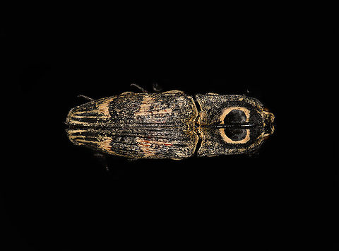 Neolycoreus regalis - lateral Specimen. An obscure click beetle from Madagascar with a clear eye pattern on the thorax. Formerly known as Lycoreus Regalis.
https://www.jungledragon.com/image/111413/neolycoreus_regalis_-_lateral.html
https://www.jungledragon.com/image/111414/neolycoreus_regalis_-_side_view.html
https://www.jungledragon.com/image/111415/neolycoreus_regalis_-_frontal.html
https://www.jungledragon.com/image/111416/neolycoreus_regalis_-_thorax.html
https://www.jungledragon.com/image/111418/neolycoreus_regalis_-_underside.html
https://www.jungledragon.com/image/111419/neolycoreus_regalis.html
https://www.jungledragon.com/image/111420/neolycoreus_regalis_-_mug_shot.html
https://www.jungledragon.com/image/111421/neolycoreus_regalis_-_head.html Macro,Neolycoreus regalis