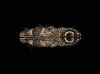 Neolycoreus regalis - lateral Specimen. An obscure click beetle from Madagascar with a clear eye pattern on the thorax. Formerly known as Lycoreus Regalis.<br />
https://www.jungledragon.com/image/111413/neolycoreus_regalis_-_lateral.html<br />
https://www.jungledragon.com/image/111414/neolycoreus_regalis_-_side_view.html<br />
https://www.jungledragon.com/image/111415/neolycoreus_regalis_-_frontal.html<br />
https://www.jungledragon.com/image/111416/neolycoreus_regalis_-_thorax.html<br />
https://www.jungledragon.com/image/111418/neolycoreus_regalis_-_underside.html<br />
https://www.jungledragon.com/image/111419/neolycoreus_regalis.html<br />
https://www.jungledragon.com/image/111420/neolycoreus_regalis_-_mug_shot.html<br />
https://www.jungledragon.com/image/111421/neolycoreus_regalis_-_head.html Macro,Neolycoreus regalis