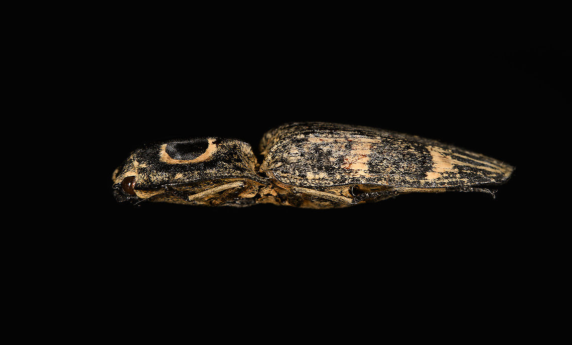 Neolycoreus regalis - side view Specimen. An obscure click beetle from Madagascar with a clear eye pattern on the thorax. Formerly known as Lycoreus Regalis.<br />
<figure class="photo"><a href="https://www.jungledragon.com/image/111413/neolycoreus_regalis_-_lateral.html" title="Neolycoreus regalis - lateral"><img src="https://s3.amazonaws.com/media.jungledragon.com/images/2/111413_thumb.jpg?AWSAccessKeyId=05GMT0V3GWVNE7GGM1R2&Expires=1763596810&Signature=8DIqsoC6iD%2BSPVXKJpGWgKhSgoE%3D" width="200" height="148" alt="Neolycoreus regalis - lateral Specimen. An obscure click beetle from Madagascar with a clear eye pattern on the thorax. Formerly known as Lycoreus Regalis.<br />
https://www.jungledragon.com/image/111413/neolycoreus_regalis_-_lateral.html<br />
https://www.jungledragon.com/image/111414/neolycoreus_regalis_-_side_view.html<br />
https://www.jungledragon.com/image/111415/neolycoreus_regalis_-_frontal.html<br />
https://www.jungledragon.com/image/111416/neolycoreus_regalis_-_thorax.html<br />
https://www.jungledragon.com/image/111418/neolycoreus_regalis_-_underside.html<br />
https://www.jungledragon.com/image/111419/neolycoreus_regalis.html<br />
https://www.jungledragon.com/image/111420/neolycoreus_regalis_-_mug_shot.html<br />
https://www.jungledragon.com/image/111421/neolycoreus_regalis_-_head.html Macro,Neolycoreus regalis" /></a></figure><br />
<figure class="photo"><a href="https://www.jungledragon.com/image/111414/neolycoreus_regalis_-_side_view.html" title="Neolycoreus regalis - side view"><img src="https://s3.amazonaws.com/media.jungledragon.com/images/2/111414_thumb.jpg?AWSAccessKeyId=05GMT0V3GWVNE7GGM1R2&Expires=1763596810&Signature=A53x1PEXtsd8S3SekKBn5%2BRxhXs%3D" width="200" height="122" alt="Neolycoreus regalis - side view Specimen. An obscure click beetle from Madagascar with a clear eye pattern on the thorax. Formerly known as Lycoreus Regalis.<br />
https://www.jungledragon.com/image/111413/neolycoreus_regalis_-_lateral.html<br />
https://www.jungledragon.com/image/111414/neolycoreus_regalis_-_side_view.html<br />
https://www.jungledragon.com/image/111415/neolycoreus_regalis_-_frontal.html<br />
https://www.jungledragon.com/image/111416/neolycoreus_regalis_-_thorax.html<br />
https://www.jungledragon.com/image/111418/neolycoreus_regalis_-_underside.html<br />
https://www.jungledragon.com/image/111419/neolycoreus_regalis.html<br />
https://www.jungledragon.com/image/111420/neolycoreus_regalis_-_mug_shot.html<br />
https://www.jungledragon.com/image/111421/neolycoreus_regalis_-_head.html Macro,Neolycoreus regalis" /></a></figure><br />
<figure class="photo"><a href="https://www.jungledragon.com/image/111415/neolycoreus_regalis_-_frontal.html" title="Neolycoreus regalis - frontal"><img src="https://s3.amazonaws.com/media.jungledragon.com/images/2/111415_thumb.jpg?AWSAccessKeyId=05GMT0V3GWVNE7GGM1R2&Expires=1763596810&Signature=eDuB8RNXDZzo3JwG%2BIVJOPtHaGY%3D" width="200" height="154" alt="Neolycoreus regalis - frontal Specimen. An obscure click beetle from Madagascar with a clear eye pattern on the thorax. Formerly known as Lycoreus Regalis.<br />
https://www.jungledragon.com/image/111413/neolycoreus_regalis_-_lateral.html<br />
https://www.jungledragon.com/image/111414/neolycoreus_regalis_-_side_view.html<br />
https://www.jungledragon.com/image/111415/neolycoreus_regalis_-_frontal.html<br />
https://www.jungledragon.com/image/111416/neolycoreus_regalis_-_thorax.html<br />
https://www.jungledragon.com/image/111418/neolycoreus_regalis_-_underside.html<br />
https://www.jungledragon.com/image/111419/neolycoreus_regalis.html<br />
https://www.jungledragon.com/image/111420/neolycoreus_regalis_-_mug_shot.html<br />
https://www.jungledragon.com/image/111421/neolycoreus_regalis_-_head.html Macro,Neolycoreus regalis" /></a></figure><br />
<figure class="photo"><a href="https://www.jungledragon.com/image/111416/neolycoreus_regalis_-_thorax.html" title="Neolycoreus regalis - thorax"><img src="https://s3.amazonaws.com/media.jungledragon.com/images/2/111416_thumb.jpg?AWSAccessKeyId=05GMT0V3GWVNE7GGM1R2&Expires=1763596810&Signature=OHvB3XeBuvKxmHfoSKodOooYhH0%3D" width="140" height="152" alt="Neolycoreus regalis - thorax Specimen. An obscure click beetle from Madagascar with a clear eye pattern on the thorax. Formerly known as Lycoreus Regalis.<br />
https://www.jungledragon.com/image/111413/neolycoreus_regalis_-_lateral.html<br />
https://www.jungledragon.com/image/111414/neolycoreus_regalis_-_side_view.html<br />
https://www.jungledragon.com/image/111415/neolycoreus_regalis_-_frontal.html<br />
https://www.jungledragon.com/image/111416/neolycoreus_regalis_-_thorax.html<br />
https://www.jungledragon.com/image/111418/neolycoreus_regalis_-_underside.html<br />
https://www.jungledragon.com/image/111419/neolycoreus_regalis.html<br />
https://www.jungledragon.com/image/111420/neolycoreus_regalis_-_mug_shot.html<br />
https://www.jungledragon.com/image/111421/neolycoreus_regalis_-_head.html Macro,Neolycoreus regalis" /></a></figure><br />
<figure class="photo"><a href="https://www.jungledragon.com/image/111418/neolycoreus_regalis_-_underside.html" title="Neolycoreus regalis - underside"><img src="https://s3.amazonaws.com/media.jungledragon.com/images/2/111418_thumb.jpg?AWSAccessKeyId=05GMT0V3GWVNE7GGM1R2&Expires=1763596810&Signature=bqjsAFhwwCV%2FTt132TKGduNiCyw%3D" width="108" height="152" alt="Neolycoreus regalis - underside Specimen. An obscure click beetle from Madagascar with a clear eye pattern on the thorax. Formerly known as Lycoreus Regalis.<br />
https://www.jungledragon.com/image/111413/neolycoreus_regalis_-_lateral.html<br />
https://www.jungledragon.com/image/111414/neolycoreus_regalis_-_side_view.html<br />
https://www.jungledragon.com/image/111415/neolycoreus_regalis_-_frontal.html<br />
https://www.jungledragon.com/image/111416/neolycoreus_regalis_-_thorax.html<br />
https://www.jungledragon.com/image/111418/neolycoreus_regalis_-_underside.html<br />
https://www.jungledragon.com/image/111419/neolycoreus_regalis.html<br />
https://www.jungledragon.com/image/111420/neolycoreus_regalis_-_mug_shot.html<br />
https://www.jungledragon.com/image/111421/neolycoreus_regalis_-_head.html Macro,Neolycoreus regalis" /></a></figure><br />
<figure class="photo"><a href="https://www.jungledragon.com/image/111419/neolycoreus_regalis.html" title="Neolycoreus regalis"><img src="https://s3.amazonaws.com/media.jungledragon.com/images/2/111419_thumb.jpg?AWSAccessKeyId=05GMT0V3GWVNE7GGM1R2&Expires=1763596810&Signature=ijreHUtZryf7w%2BDjcg4Mpie5nQc%3D" width="200" height="134" alt="Neolycoreus regalis Specimen. An obscure click beetle from Madagascar with a clear eye pattern on the thorax. Formerly known as Lycoreus Regalis.<br />
https://www.jungledragon.com/image/111413/neolycoreus_regalis_-_lateral.html<br />
https://www.jungledragon.com/image/111414/neolycoreus_regalis_-_side_view.html<br />
https://www.jungledragon.com/image/111415/neolycoreus_regalis_-_frontal.html<br />
https://www.jungledragon.com/image/111416/neolycoreus_regalis_-_thorax.html<br />
https://www.jungledragon.com/image/111418/neolycoreus_regalis_-_underside.html<br />
https://www.jungledragon.com/image/111419/neolycoreus_regalis.html<br />
https://www.jungledragon.com/image/111420/neolycoreus_regalis_-_mug_shot.html<br />
https://www.jungledragon.com/image/111421/neolycoreus_regalis_-_head.html Extreme Macro,Neolycoreus regalis" /></a></figure><br />
<figure class="photo"><a href="https://www.jungledragon.com/image/111420/neolycoreus_regalis_-_mug_shot.html" title="Neolycoreus regalis - mug shot"><img src="https://s3.amazonaws.com/media.jungledragon.com/images/2/111420_thumb.jpg?AWSAccessKeyId=05GMT0V3GWVNE7GGM1R2&Expires=1763596810&Signature=QO806F7QY3xl%2FmHGCF5eZasRkVY%3D" width="200" height="138" alt="Neolycoreus regalis - mug shot Specimen. An obscure click beetle from Madagascar with a clear eye pattern on the thorax. Formerly known as Lycoreus Regalis.<br />
https://www.jungledragon.com/image/111413/neolycoreus_regalis_-_lateral.html<br />
https://www.jungledragon.com/image/111414/neolycoreus_regalis_-_side_view.html<br />
https://www.jungledragon.com/image/111415/neolycoreus_regalis_-_frontal.html<br />
https://www.jungledragon.com/image/111416/neolycoreus_regalis_-_thorax.html<br />
https://www.jungledragon.com/image/111418/neolycoreus_regalis_-_underside.html<br />
https://www.jungledragon.com/image/111419/neolycoreus_regalis.html<br />
https://www.jungledragon.com/image/111420/neolycoreus_regalis_-_mug_shot.html<br />
https://www.jungledragon.com/image/111421/neolycoreus_regalis_-_head.html Extreme Macro,Extreme Macro Portraits,Neolycoreus regalis" /></a></figure><br />
<figure class="photo"><a href="https://www.jungledragon.com/image/111421/neolycoreus_regalis_-_head.html" title="Neolycoreus regalis - head"><img src="https://s3.amazonaws.com/media.jungledragon.com/images/2/111421_thumb.jpg?AWSAccessKeyId=05GMT0V3GWVNE7GGM1R2&Expires=1763596810&Signature=77ic6xWS4lHyJUr0bIghsCrYQtw%3D" width="200" height="134" alt="Neolycoreus regalis - head Specimen. An obscure click beetle from Madagascar with a clear eye pattern on the thorax. Formerly known as Lycoreus Regalis.<br />
https://www.jungledragon.com/image/111413/neolycoreus_regalis_-_lateral.html<br />
https://www.jungledragon.com/image/111414/neolycoreus_regalis_-_side_view.html<br />
https://www.jungledragon.com/image/111415/neolycoreus_regalis_-_frontal.html<br />
https://www.jungledragon.com/image/111416/neolycoreus_regalis_-_thorax.html<br />
https://www.jungledragon.com/image/111418/neolycoreus_regalis_-_underside.html<br />
https://www.jungledragon.com/image/111419/neolycoreus_regalis.html<br />
https://www.jungledragon.com/image/111420/neolycoreus_regalis_-_mug_shot.html<br />
https://www.jungledragon.com/image/111421/neolycoreus_regalis_-_head.html Extreme Macro,Neolycoreus regalis" /></a></figure> Macro,Neolycoreus regalis