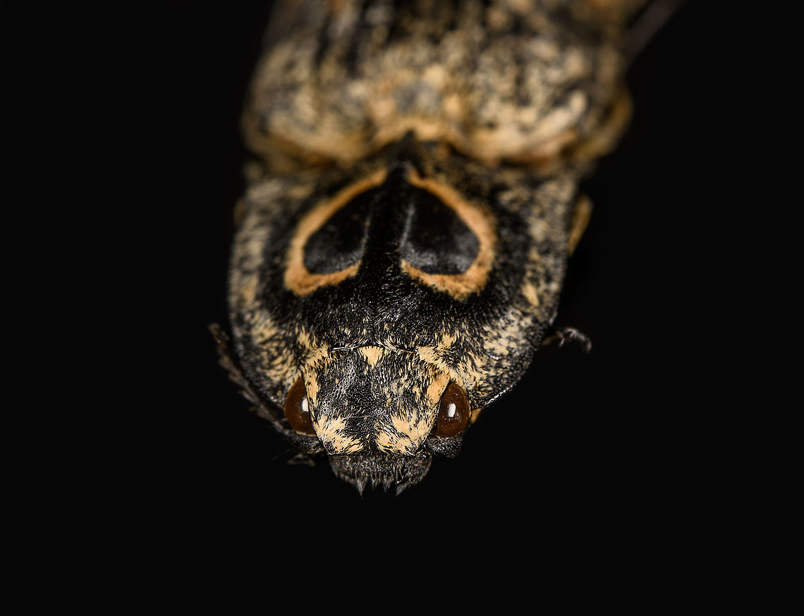 Neolycoreus regalis - frontal Specimen. An obscure click beetle from Madagascar with a clear eye pattern on the thorax. Formerly known as Lycoreus Regalis.<br />
<figure class="photo"><a href="https://www.jungledragon.com/image/111413/neolycoreus_regalis_-_lateral.html" title="Neolycoreus regalis - lateral"><img src="https://s3.amazonaws.com/media.jungledragon.com/images/2/111413_thumb.jpg?AWSAccessKeyId=05GMT0V3GWVNE7GGM1R2&Expires=1759968010&Signature=NkaB9WyBiMcLOTciZnrUwdMVyb4%3D" width="200" height="148" alt="Neolycoreus regalis - lateral Specimen. An obscure click beetle from Madagascar with a clear eye pattern on the thorax. Formerly known as Lycoreus Regalis.<br />
https://www.jungledragon.com/image/111413/neolycoreus_regalis_-_lateral.html<br />
https://www.jungledragon.com/image/111414/neolycoreus_regalis_-_side_view.html<br />
https://www.jungledragon.com/image/111415/neolycoreus_regalis_-_frontal.html<br />
https://www.jungledragon.com/image/111416/neolycoreus_regalis_-_thorax.html<br />
https://www.jungledragon.com/image/111418/neolycoreus_regalis_-_underside.html<br />
https://www.jungledragon.com/image/111419/neolycoreus_regalis.html<br />
https://www.jungledragon.com/image/111420/neolycoreus_regalis_-_mug_shot.html<br />
https://www.jungledragon.com/image/111421/neolycoreus_regalis_-_head.html Macro,Neolycoreus regalis" /></a></figure><br />
<figure class="photo"><a href="https://www.jungledragon.com/image/111414/neolycoreus_regalis_-_side_view.html" title="Neolycoreus regalis - side view"><img src="https://s3.amazonaws.com/media.jungledragon.com/images/2/111414_thumb.jpg?AWSAccessKeyId=05GMT0V3GWVNE7GGM1R2&Expires=1759968010&Signature=5O4tV2nbzJ3KhKJNwPpsyYpMcdk%3D" width="200" height="122" alt="Neolycoreus regalis - side view Specimen. An obscure click beetle from Madagascar with a clear eye pattern on the thorax. Formerly known as Lycoreus Regalis.<br />
https://www.jungledragon.com/image/111413/neolycoreus_regalis_-_lateral.html<br />
https://www.jungledragon.com/image/111414/neolycoreus_regalis_-_side_view.html<br />
https://www.jungledragon.com/image/111415/neolycoreus_regalis_-_frontal.html<br />
https://www.jungledragon.com/image/111416/neolycoreus_regalis_-_thorax.html<br />
https://www.jungledragon.com/image/111418/neolycoreus_regalis_-_underside.html<br />
https://www.jungledragon.com/image/111419/neolycoreus_regalis.html<br />
https://www.jungledragon.com/image/111420/neolycoreus_regalis_-_mug_shot.html<br />
https://www.jungledragon.com/image/111421/neolycoreus_regalis_-_head.html Macro,Neolycoreus regalis" /></a></figure><br />
<figure class="photo"><a href="https://www.jungledragon.com/image/111415/neolycoreus_regalis_-_frontal.html" title="Neolycoreus regalis - frontal"><img src="https://s3.amazonaws.com/media.jungledragon.com/images/2/111415_thumb.jpg?AWSAccessKeyId=05GMT0V3GWVNE7GGM1R2&Expires=1759968010&Signature=Wn4VXRgHJ4d4yZD4FxHpkMiAu8c%3D" width="200" height="154" alt="Neolycoreus regalis - frontal Specimen. An obscure click beetle from Madagascar with a clear eye pattern on the thorax. Formerly known as Lycoreus Regalis.<br />
https://www.jungledragon.com/image/111413/neolycoreus_regalis_-_lateral.html<br />
https://www.jungledragon.com/image/111414/neolycoreus_regalis_-_side_view.html<br />
https://www.jungledragon.com/image/111415/neolycoreus_regalis_-_frontal.html<br />
https://www.jungledragon.com/image/111416/neolycoreus_regalis_-_thorax.html<br />
https://www.jungledragon.com/image/111418/neolycoreus_regalis_-_underside.html<br />
https://www.jungledragon.com/image/111419/neolycoreus_regalis.html<br />
https://www.jungledragon.com/image/111420/neolycoreus_regalis_-_mug_shot.html<br />
https://www.jungledragon.com/image/111421/neolycoreus_regalis_-_head.html Macro,Neolycoreus regalis" /></a></figure><br />
<figure class="photo"><a href="https://www.jungledragon.com/image/111416/neolycoreus_regalis_-_thorax.html" title="Neolycoreus regalis - thorax"><img src="https://s3.amazonaws.com/media.jungledragon.com/images/2/111416_thumb.jpg?AWSAccessKeyId=05GMT0V3GWVNE7GGM1R2&Expires=1759968010&Signature=DHyhuR%2BYven%2BkXn6Q1TEOt6WwMc%3D" width="140" height="152" alt="Neolycoreus regalis - thorax Specimen. An obscure click beetle from Madagascar with a clear eye pattern on the thorax. Formerly known as Lycoreus Regalis.<br />
https://www.jungledragon.com/image/111413/neolycoreus_regalis_-_lateral.html<br />
https://www.jungledragon.com/image/111414/neolycoreus_regalis_-_side_view.html<br />
https://www.jungledragon.com/image/111415/neolycoreus_regalis_-_frontal.html<br />
https://www.jungledragon.com/image/111416/neolycoreus_regalis_-_thorax.html<br />
https://www.jungledragon.com/image/111418/neolycoreus_regalis_-_underside.html<br />
https://www.jungledragon.com/image/111419/neolycoreus_regalis.html<br />
https://www.jungledragon.com/image/111420/neolycoreus_regalis_-_mug_shot.html<br />
https://www.jungledragon.com/image/111421/neolycoreus_regalis_-_head.html Macro,Neolycoreus regalis" /></a></figure><br />
<figure class="photo"><a href="https://www.jungledragon.com/image/111418/neolycoreus_regalis_-_underside.html" title="Neolycoreus regalis - underside"><img src="https://s3.amazonaws.com/media.jungledragon.com/images/2/111418_thumb.jpg?AWSAccessKeyId=05GMT0V3GWVNE7GGM1R2&Expires=1759968010&Signature=nLmd%2BTwAF3B7yYnT7%2BlqgQgdt2E%3D" width="108" height="152" alt="Neolycoreus regalis - underside Specimen. An obscure click beetle from Madagascar with a clear eye pattern on the thorax. Formerly known as Lycoreus Regalis.<br />
https://www.jungledragon.com/image/111413/neolycoreus_regalis_-_lateral.html<br />
https://www.jungledragon.com/image/111414/neolycoreus_regalis_-_side_view.html<br />
https://www.jungledragon.com/image/111415/neolycoreus_regalis_-_frontal.html<br />
https://www.jungledragon.com/image/111416/neolycoreus_regalis_-_thorax.html<br />
https://www.jungledragon.com/image/111418/neolycoreus_regalis_-_underside.html<br />
https://www.jungledragon.com/image/111419/neolycoreus_regalis.html<br />
https://www.jungledragon.com/image/111420/neolycoreus_regalis_-_mug_shot.html<br />
https://www.jungledragon.com/image/111421/neolycoreus_regalis_-_head.html Macro,Neolycoreus regalis" /></a></figure><br />
<figure class="photo"><a href="https://www.jungledragon.com/image/111419/neolycoreus_regalis.html" title="Neolycoreus regalis"><img src="https://s3.amazonaws.com/media.jungledragon.com/images/2/111419_thumb.jpg?AWSAccessKeyId=05GMT0V3GWVNE7GGM1R2&Expires=1759968010&Signature=UuKkZfOZuVmhmHIrm9YK4I52nnM%3D" width="200" height="134" alt="Neolycoreus regalis Specimen. An obscure click beetle from Madagascar with a clear eye pattern on the thorax. Formerly known as Lycoreus Regalis.<br />
https://www.jungledragon.com/image/111413/neolycoreus_regalis_-_lateral.html<br />
https://www.jungledragon.com/image/111414/neolycoreus_regalis_-_side_view.html<br />
https://www.jungledragon.com/image/111415/neolycoreus_regalis_-_frontal.html<br />
https://www.jungledragon.com/image/111416/neolycoreus_regalis_-_thorax.html<br />
https://www.jungledragon.com/image/111418/neolycoreus_regalis_-_underside.html<br />
https://www.jungledragon.com/image/111419/neolycoreus_regalis.html<br />
https://www.jungledragon.com/image/111420/neolycoreus_regalis_-_mug_shot.html<br />
https://www.jungledragon.com/image/111421/neolycoreus_regalis_-_head.html Extreme Macro,Neolycoreus regalis" /></a></figure><br />
<figure class="photo"><a href="https://www.jungledragon.com/image/111420/neolycoreus_regalis_-_mug_shot.html" title="Neolycoreus regalis - mug shot"><img src="https://s3.amazonaws.com/media.jungledragon.com/images/2/111420_thumb.jpg?AWSAccessKeyId=05GMT0V3GWVNE7GGM1R2&Expires=1759968010&Signature=Ty4OjyYlmI9hxk2qFJxUH%2BHaAGU%3D" width="200" height="138" alt="Neolycoreus regalis - mug shot Specimen. An obscure click beetle from Madagascar with a clear eye pattern on the thorax. Formerly known as Lycoreus Regalis.<br />
https://www.jungledragon.com/image/111413/neolycoreus_regalis_-_lateral.html<br />
https://www.jungledragon.com/image/111414/neolycoreus_regalis_-_side_view.html<br />
https://www.jungledragon.com/image/111415/neolycoreus_regalis_-_frontal.html<br />
https://www.jungledragon.com/image/111416/neolycoreus_regalis_-_thorax.html<br />
https://www.jungledragon.com/image/111418/neolycoreus_regalis_-_underside.html<br />
https://www.jungledragon.com/image/111419/neolycoreus_regalis.html<br />
https://www.jungledragon.com/image/111420/neolycoreus_regalis_-_mug_shot.html<br />
https://www.jungledragon.com/image/111421/neolycoreus_regalis_-_head.html Extreme Macro,Extreme Macro Portraits,Neolycoreus regalis" /></a></figure><br />
<figure class="photo"><a href="https://www.jungledragon.com/image/111421/neolycoreus_regalis_-_head.html" title="Neolycoreus regalis - head"><img src="https://s3.amazonaws.com/media.jungledragon.com/images/2/111421_thumb.jpg?AWSAccessKeyId=05GMT0V3GWVNE7GGM1R2&Expires=1759968010&Signature=ftEIp7biancbmZwwOY08fpudlwA%3D" width="200" height="134" alt="Neolycoreus regalis - head Specimen. An obscure click beetle from Madagascar with a clear eye pattern on the thorax. Formerly known as Lycoreus Regalis.<br />
https://www.jungledragon.com/image/111413/neolycoreus_regalis_-_lateral.html<br />
https://www.jungledragon.com/image/111414/neolycoreus_regalis_-_side_view.html<br />
https://www.jungledragon.com/image/111415/neolycoreus_regalis_-_frontal.html<br />
https://www.jungledragon.com/image/111416/neolycoreus_regalis_-_thorax.html<br />
https://www.jungledragon.com/image/111418/neolycoreus_regalis_-_underside.html<br />
https://www.jungledragon.com/image/111419/neolycoreus_regalis.html<br />
https://www.jungledragon.com/image/111420/neolycoreus_regalis_-_mug_shot.html<br />
https://www.jungledragon.com/image/111421/neolycoreus_regalis_-_head.html Extreme Macro,Neolycoreus regalis" /></a></figure> Macro,Neolycoreus regalis