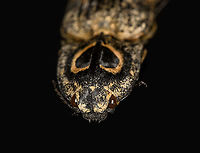 Neolycoreus regalis - frontal Specimen. An obscure click beetle from Madagascar with a clear eye pattern on the thorax. Formerly known as Lycoreus Regalis.<br />
https://www.jungledragon.com/image/111413/neolycoreus_regalis_-_lateral.html<br />
https://www.jungledragon.com/image/111414/neolycoreus_regalis_-_side_view.html<br />
https://www.jungledragon.com/image/111415/neolycoreus_regalis_-_frontal.html<br />
https://www.jungledragon.com/image/111416/neolycoreus_regalis_-_thorax.html<br />
https://www.jungledragon.com/image/111418/neolycoreus_regalis_-_underside.html<br />
https://www.jungledragon.com/image/111419/neolycoreus_regalis.html<br />
https://www.jungledragon.com/image/111420/neolycoreus_regalis_-_mug_shot.html<br />
https://www.jungledragon.com/image/111421/neolycoreus_regalis_-_head.html Macro,Neolycoreus regalis