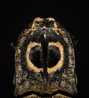 Neolycoreus regalis - thorax Specimen. An obscure click beetle from Madagascar with a clear eye pattern on the thorax. Formerly known as Lycoreus Regalis.
https://www.jungledragon.com/image/111413/neolycoreus_regalis_-_lateral.html
https://www.jungledragon.com/image/111414/neolycoreus_regalis_-_side_view.html
https://www.jungledragon.com/image/111415/neolycoreus_regalis_-_frontal.html
https://www.jungledragon.com/image/111416/neolycoreus_regalis_-_thorax.html
https://www.jungledragon.com/image/111418/neolycoreus_regalis_-_underside.html
https://www.jungledragon.com/image/111419/neolycoreus_regalis.html
https://www.jungledragon.com/image/111420/neolycoreus_regalis_-_mug_shot.html
https://www.jungledragon.com/image/111421/neolycoreus_regalis_-_head.html Macro,Neolycoreus regalis